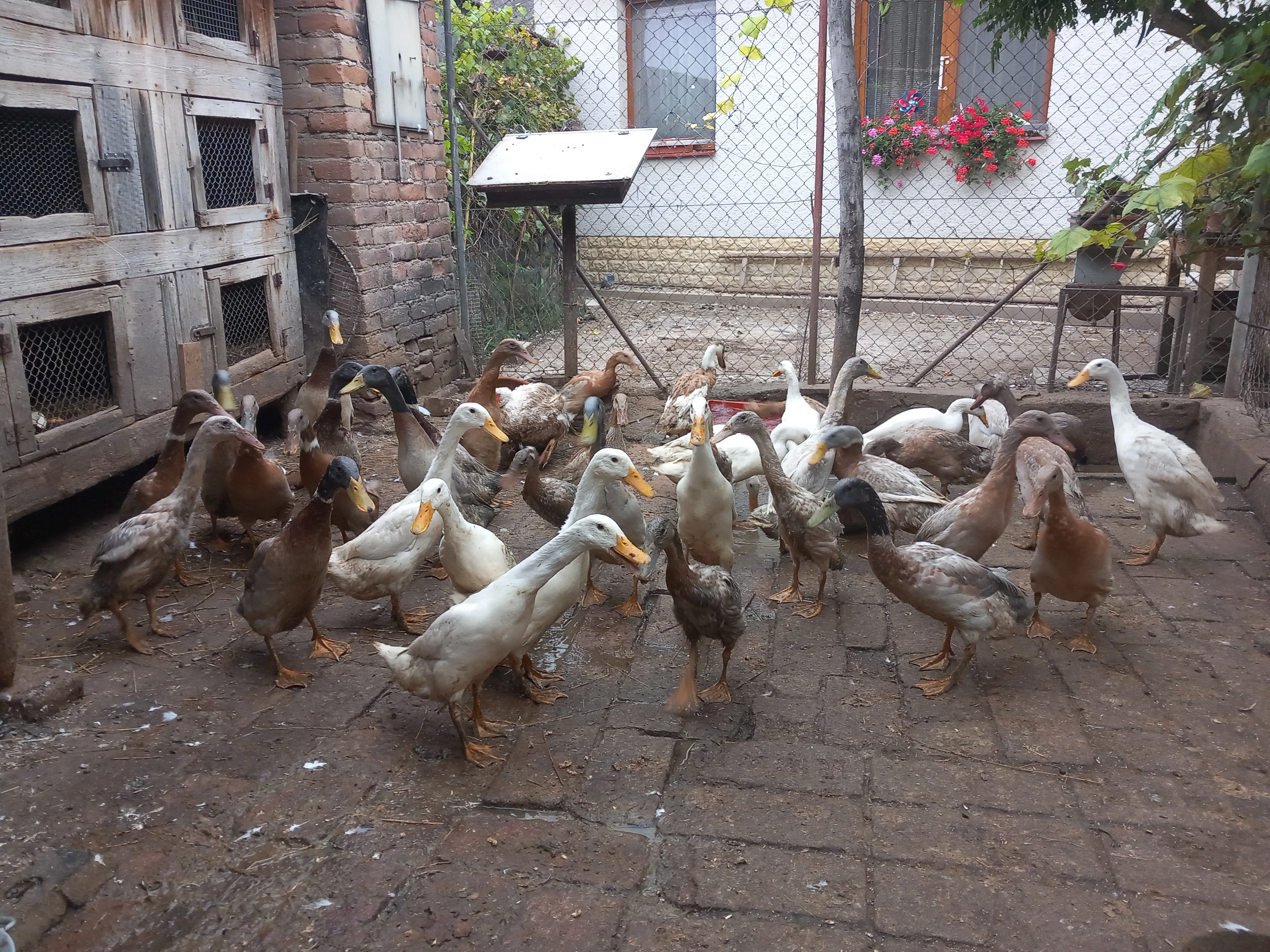 Indický běžec mix barev