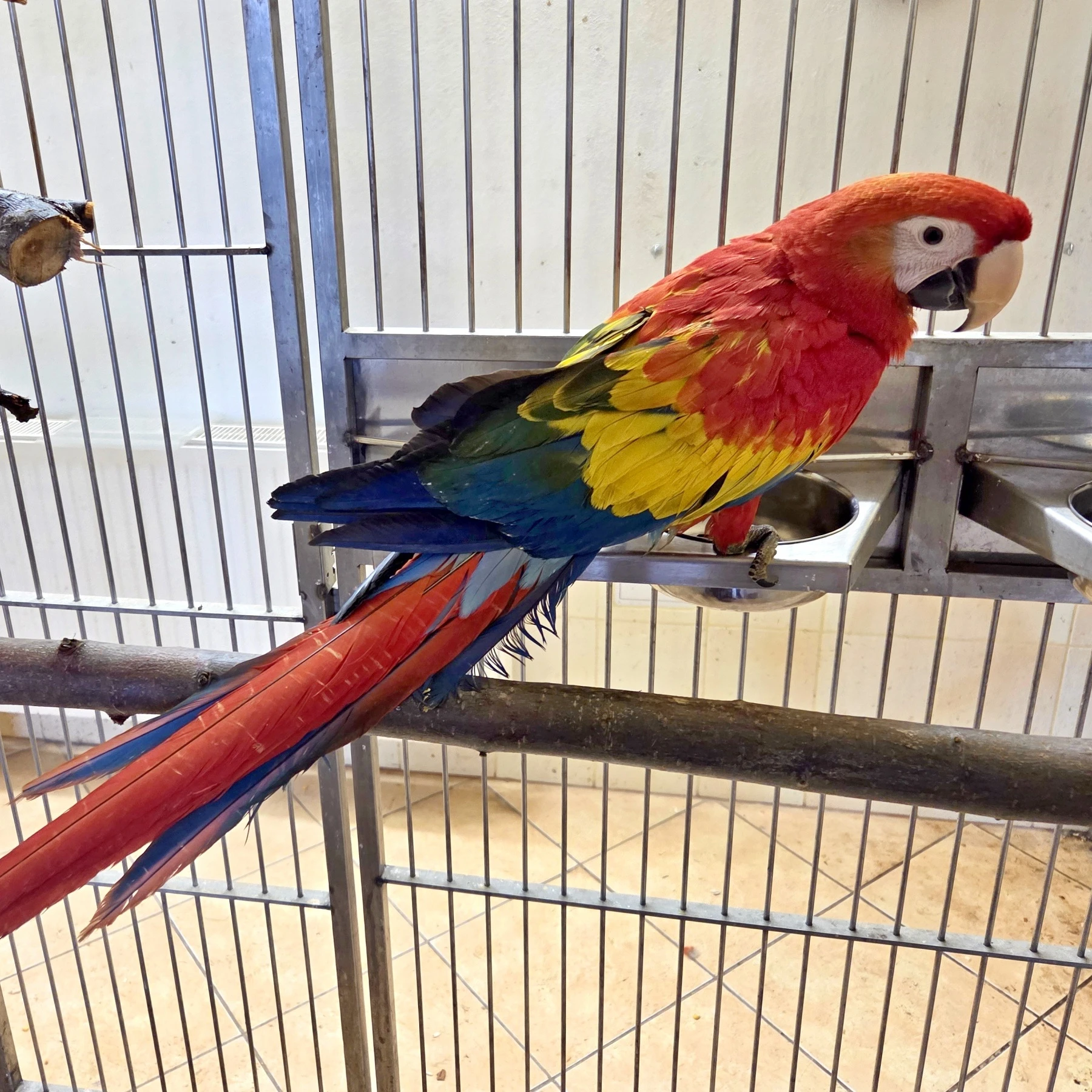 Ara Arakanga (Macao) 3,1 - 2025