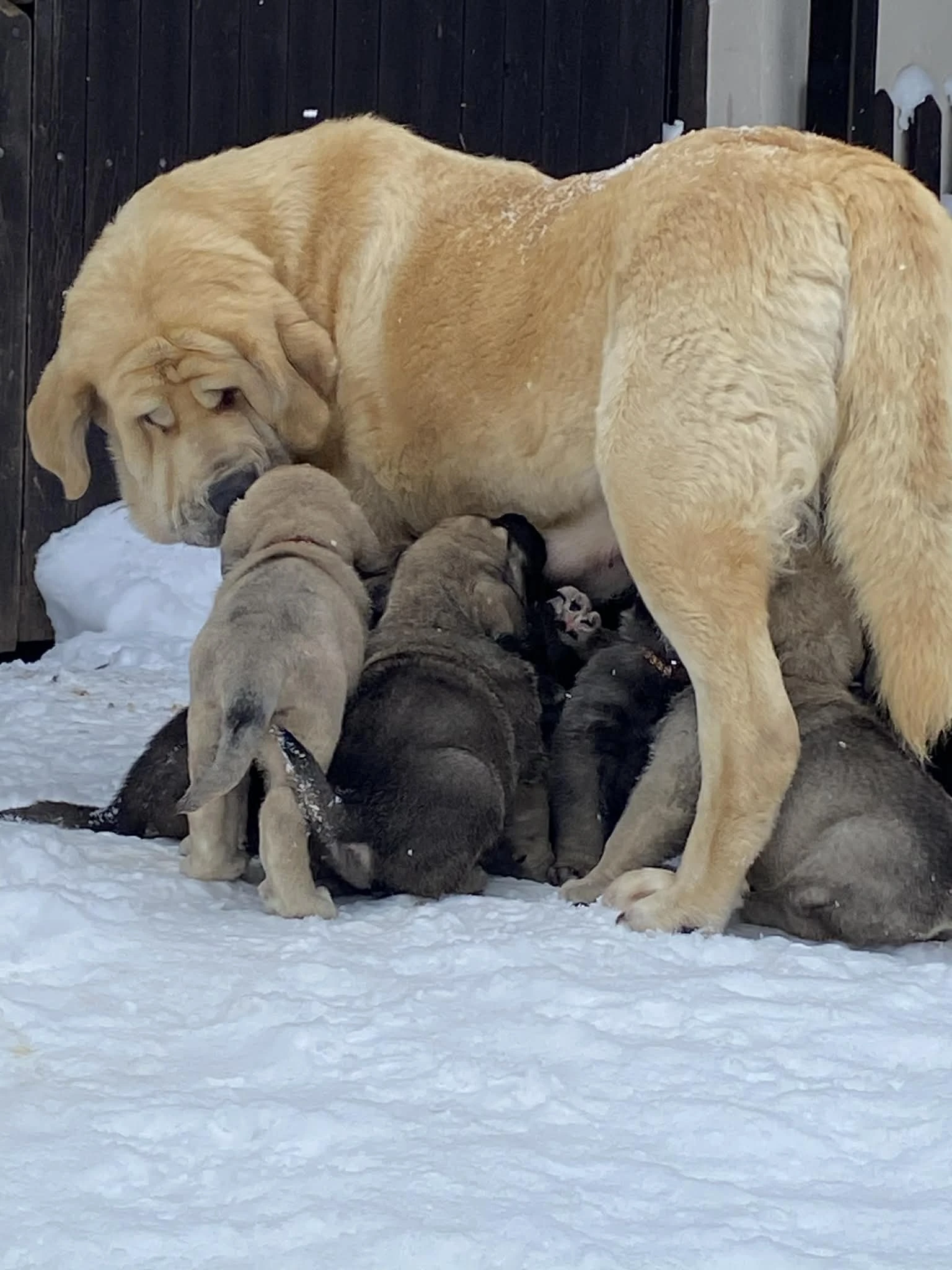 Štěňátka k odběru od 20.ledna 2026