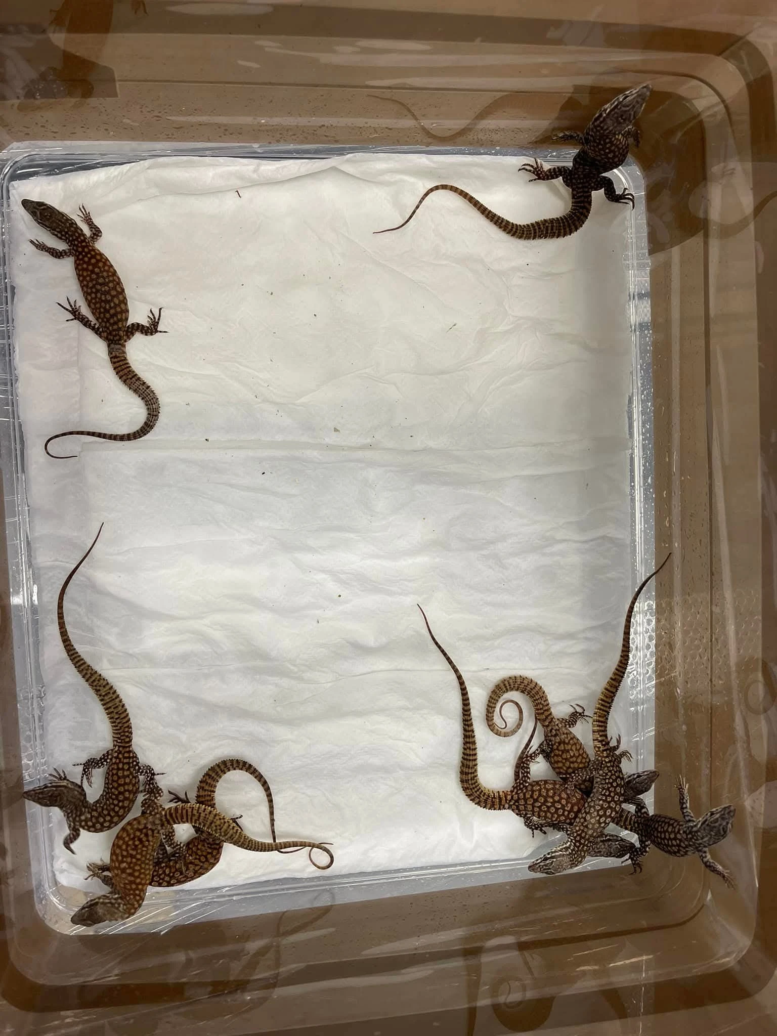 Červené ackies na prodej.