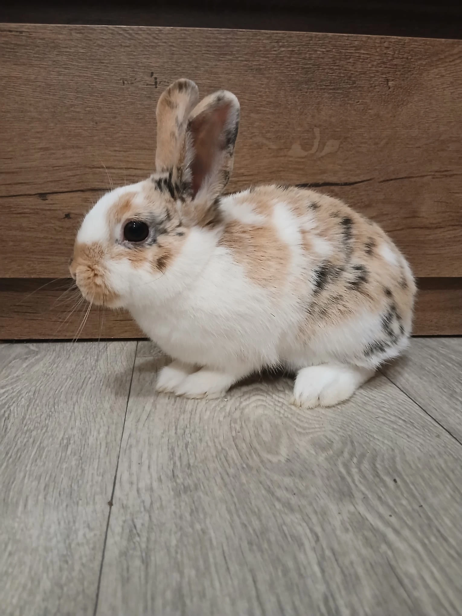 Prodám 2 zakrsle samičky