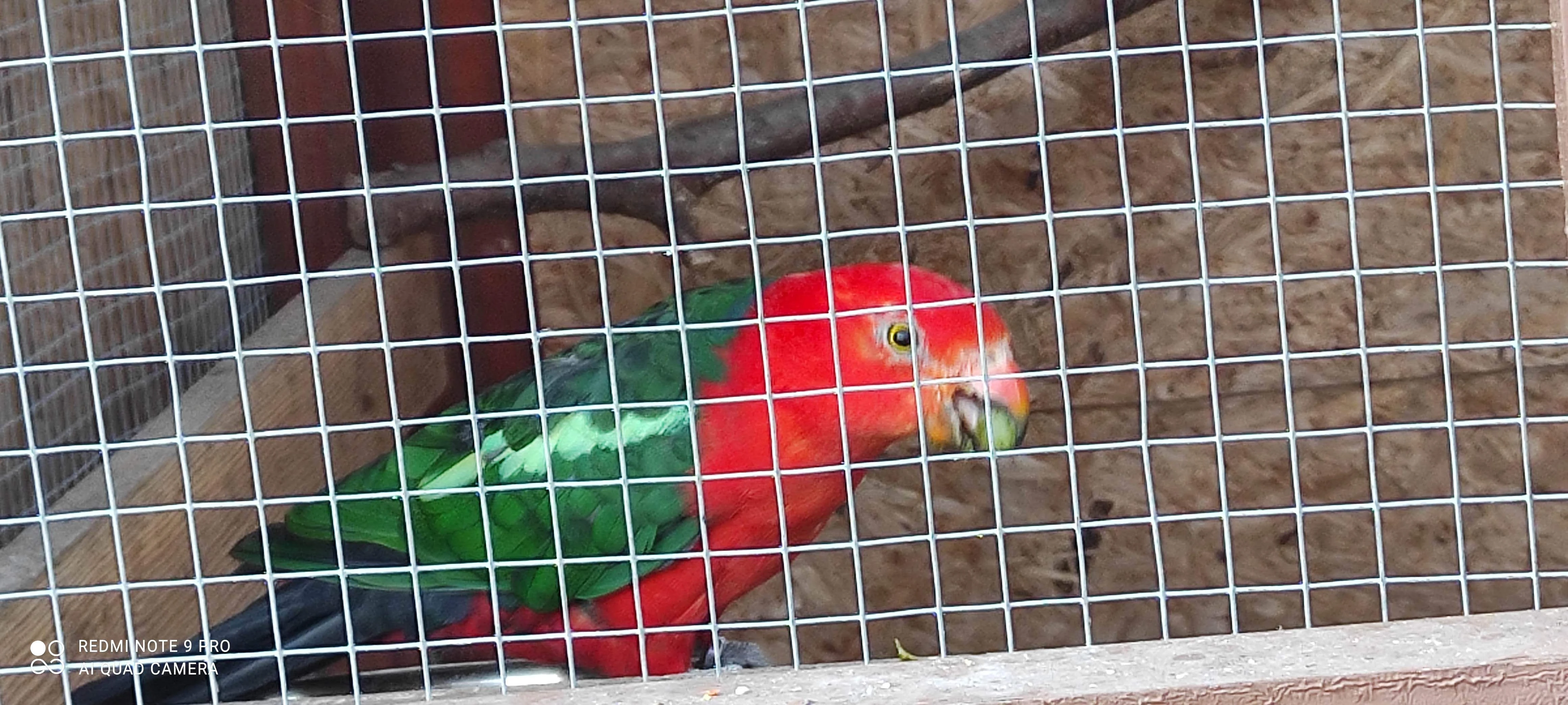 Papoušek královský