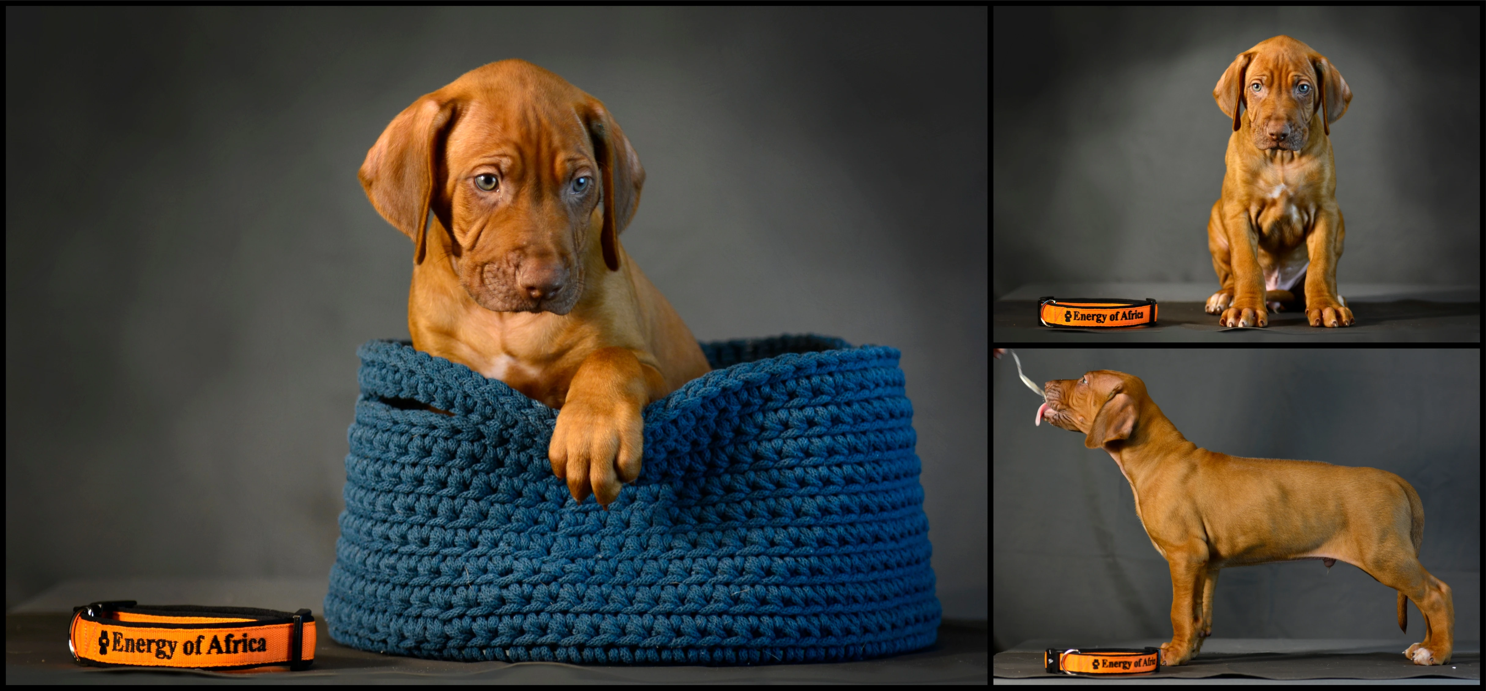 Rhodéský Ridgeback - štěňátka s PP