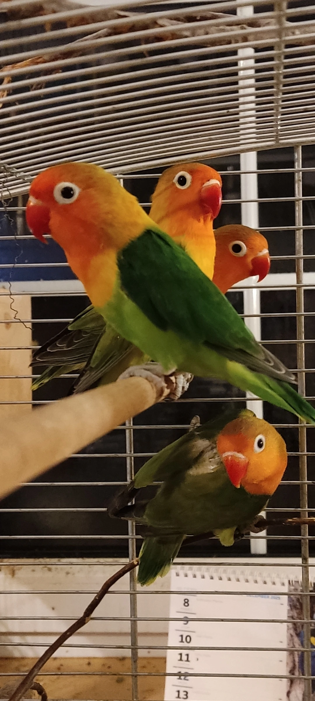 Prodám agapornise fisheri