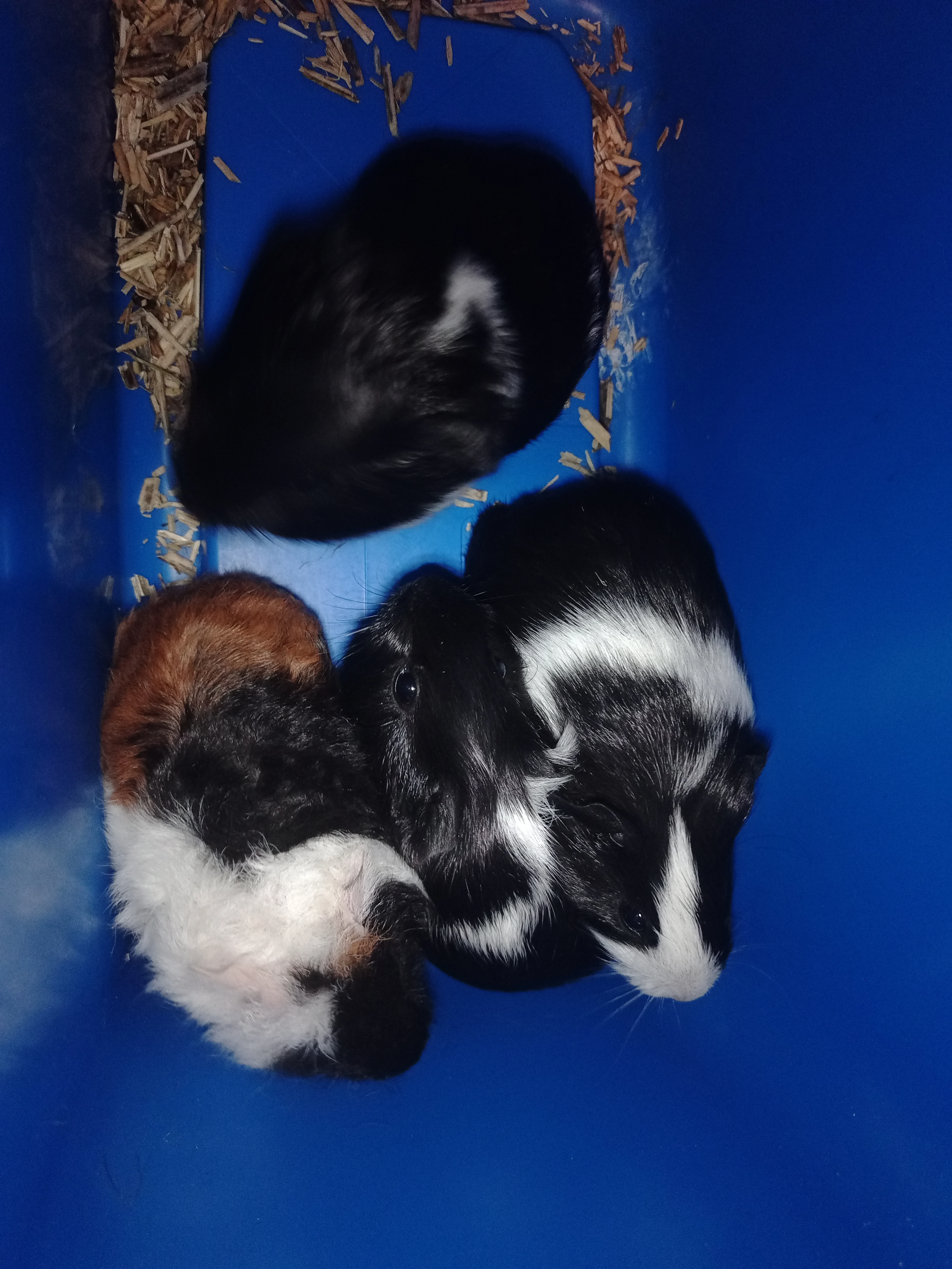 Prodám morčata jako mazlíčky