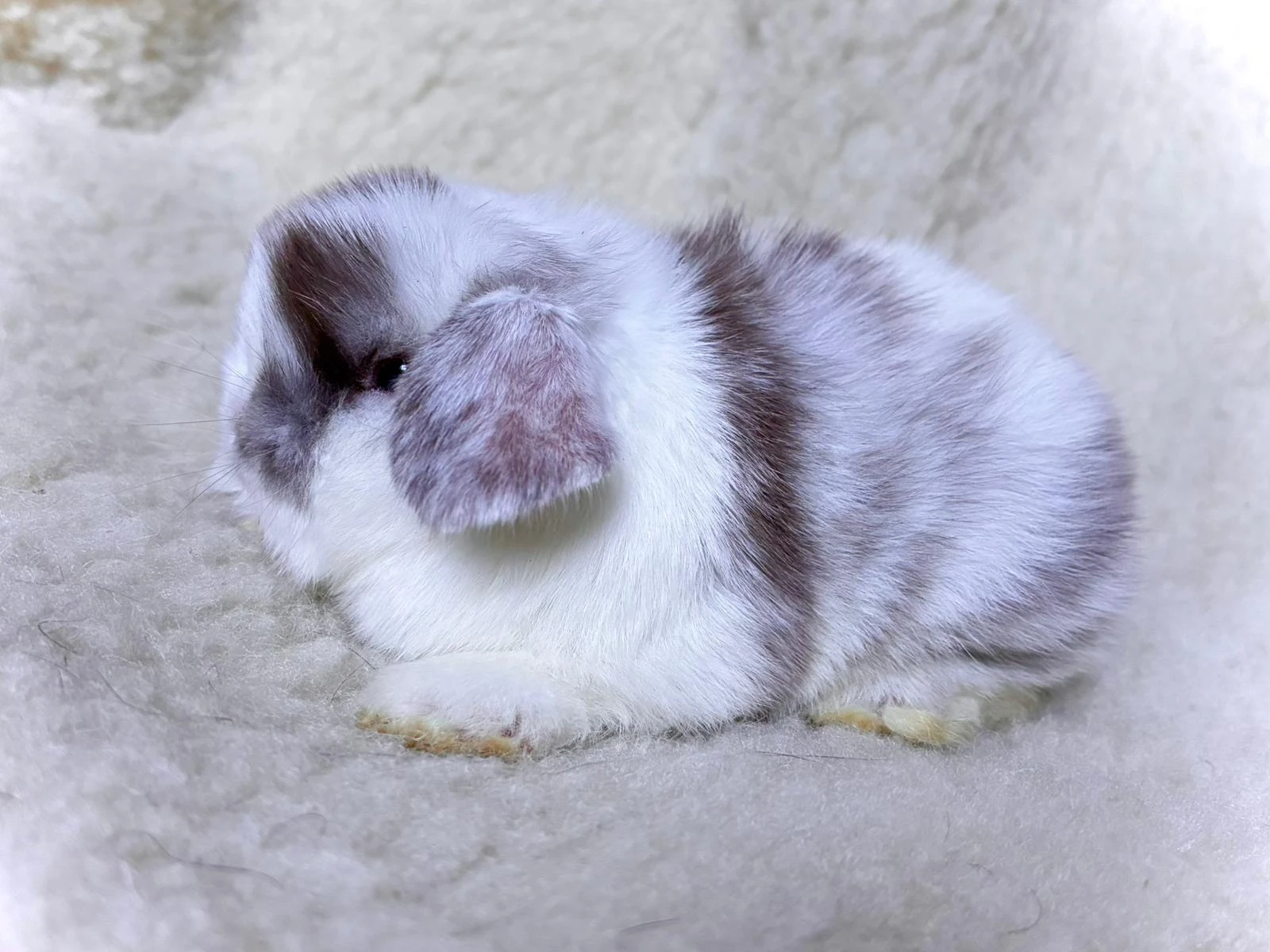 Vymazlení králíčci minilop na prodej