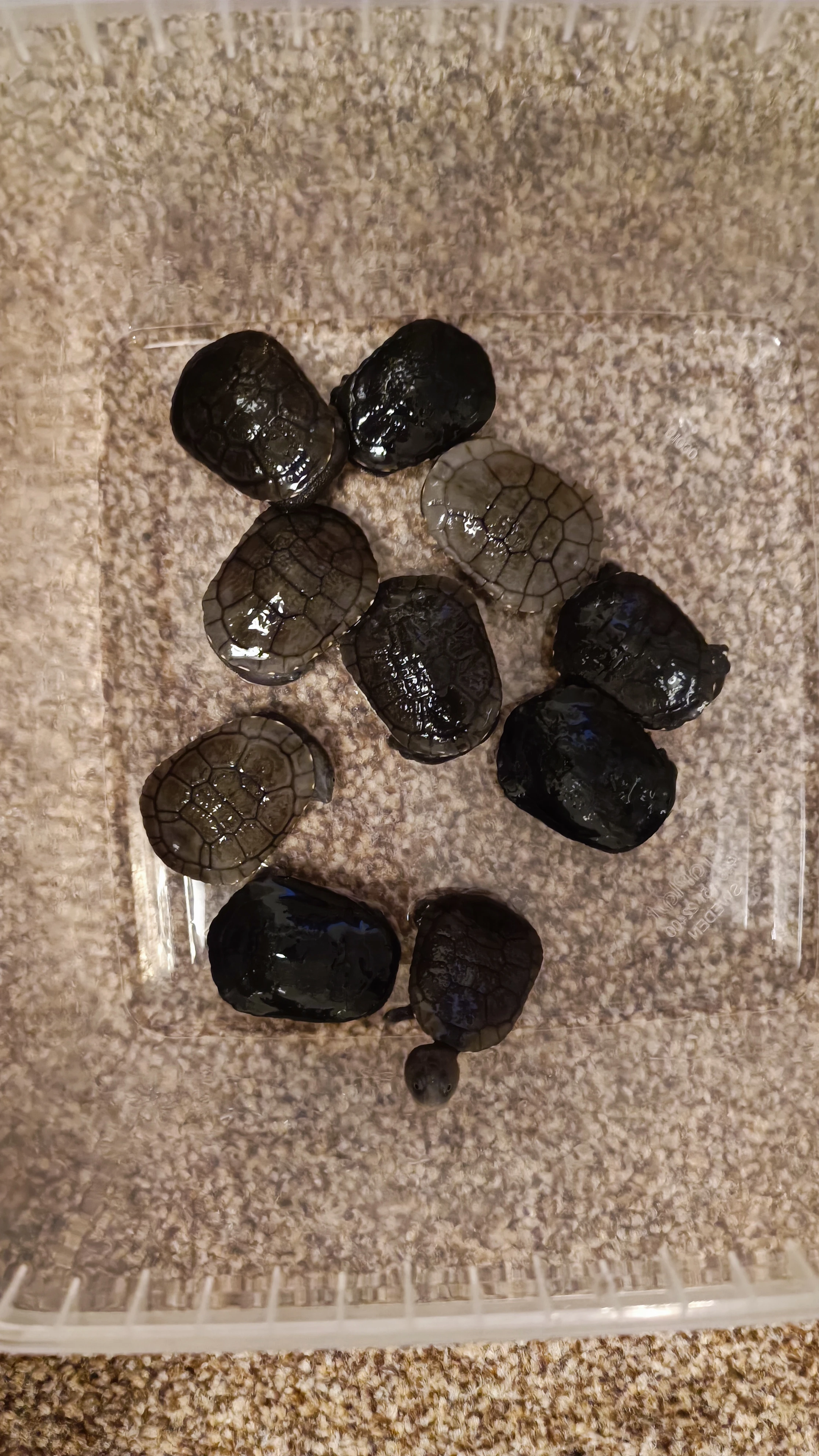 Dlouhokrčky Chelodina reimanni