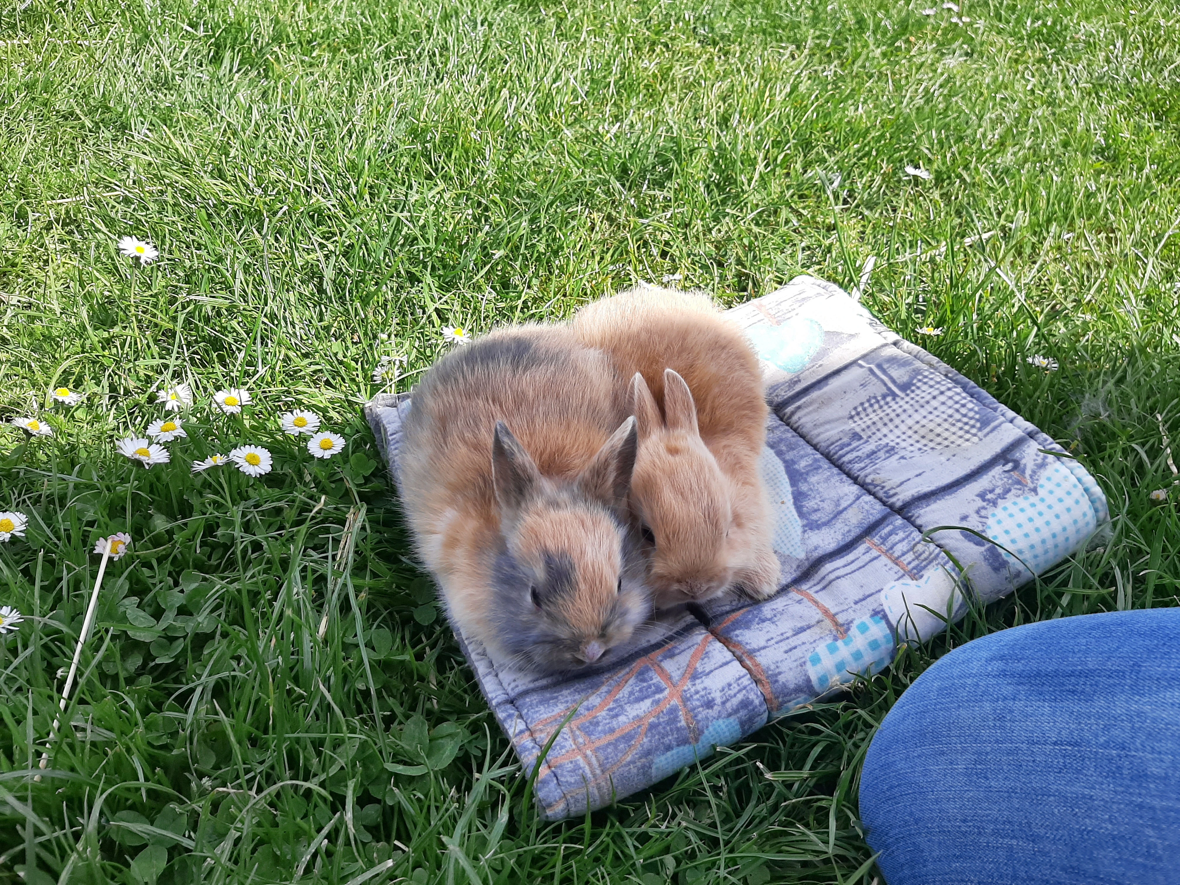 Kralicci a králíci