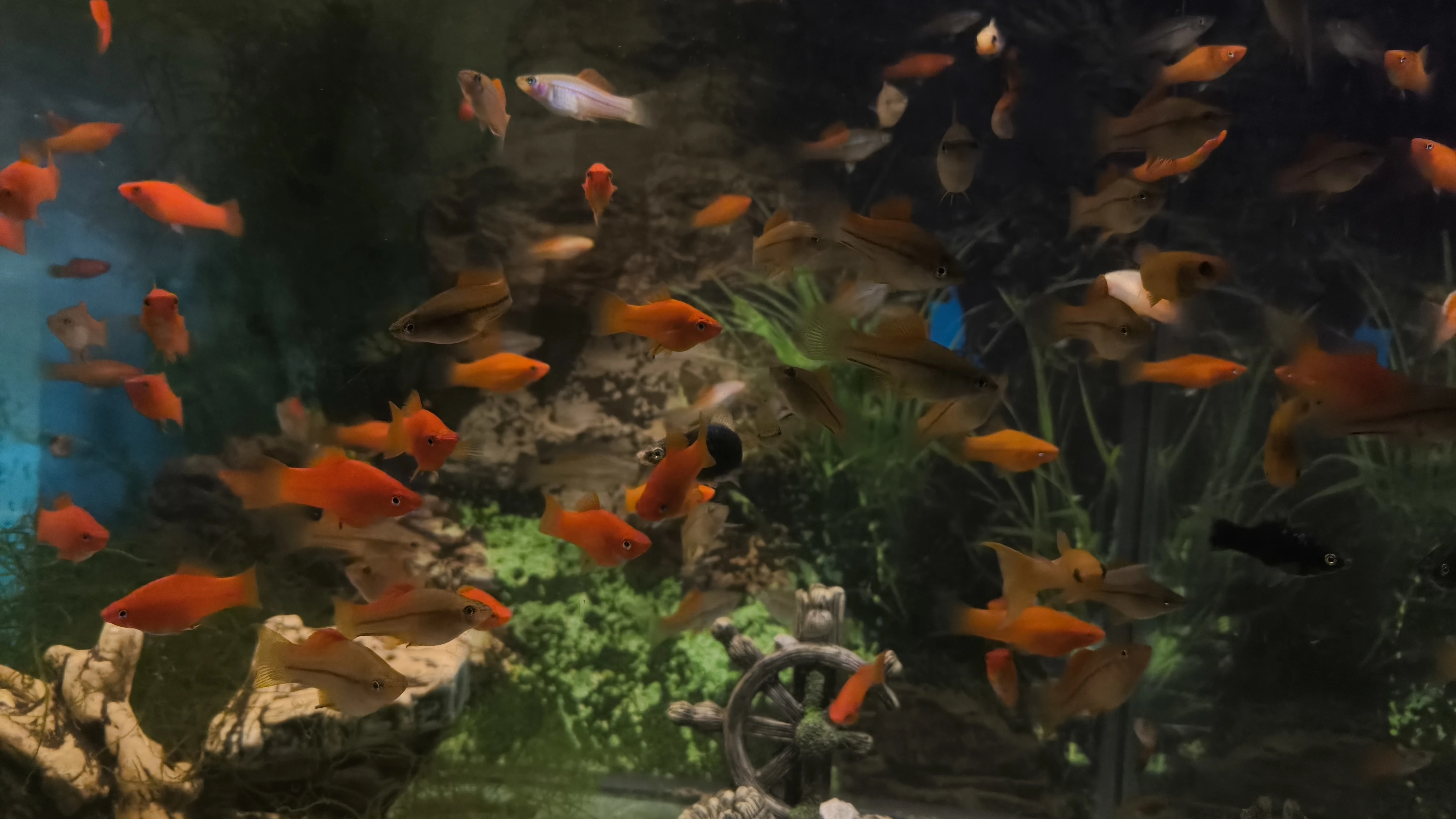 Mečovky zelené a červené – zdravé rybky z vlastního odchovu