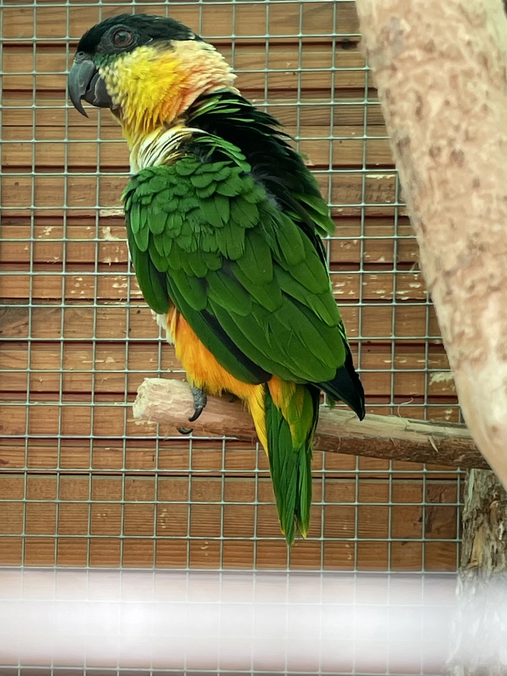 Amazonek z Vysočiny