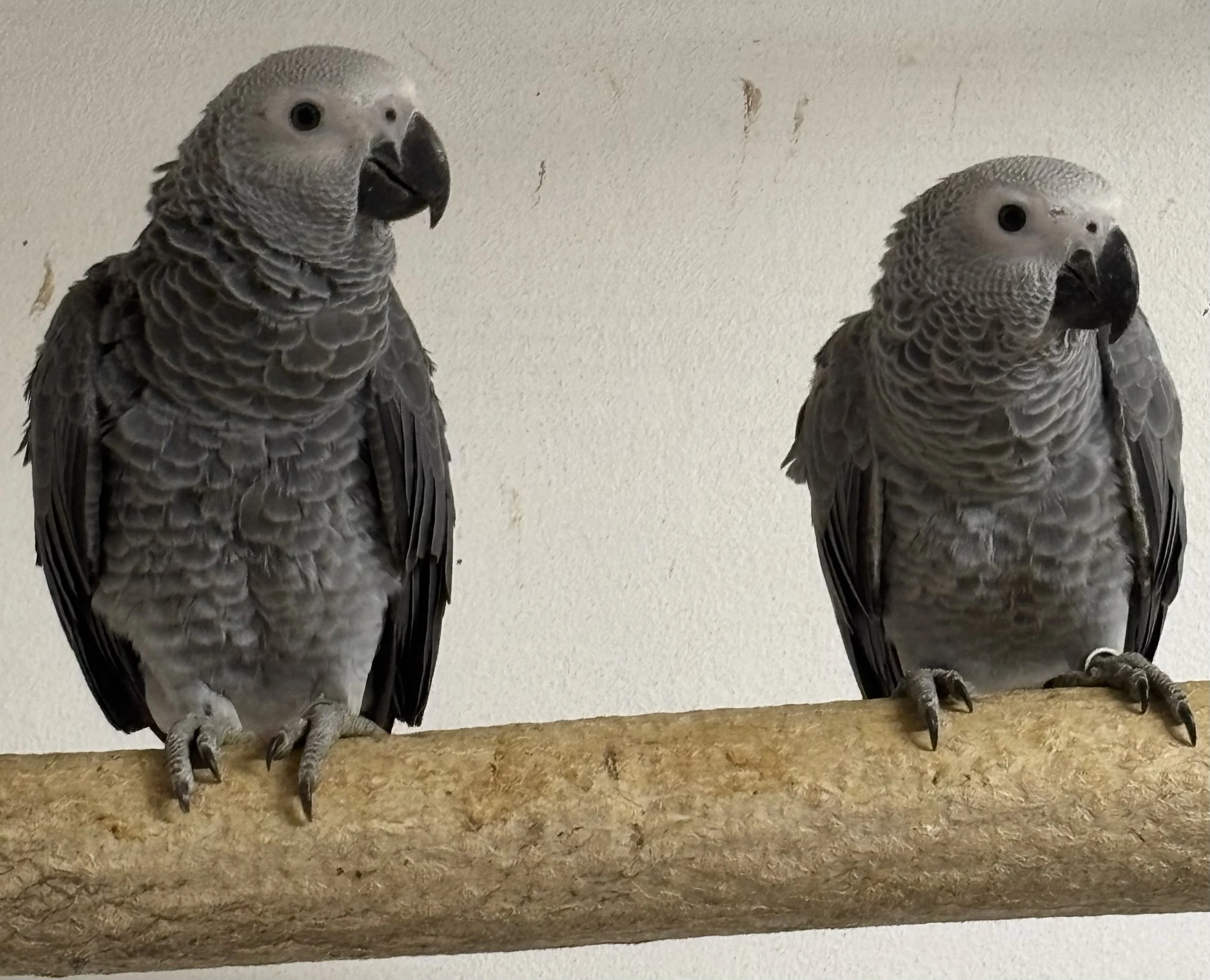 Prodám Žako šedý 1,1