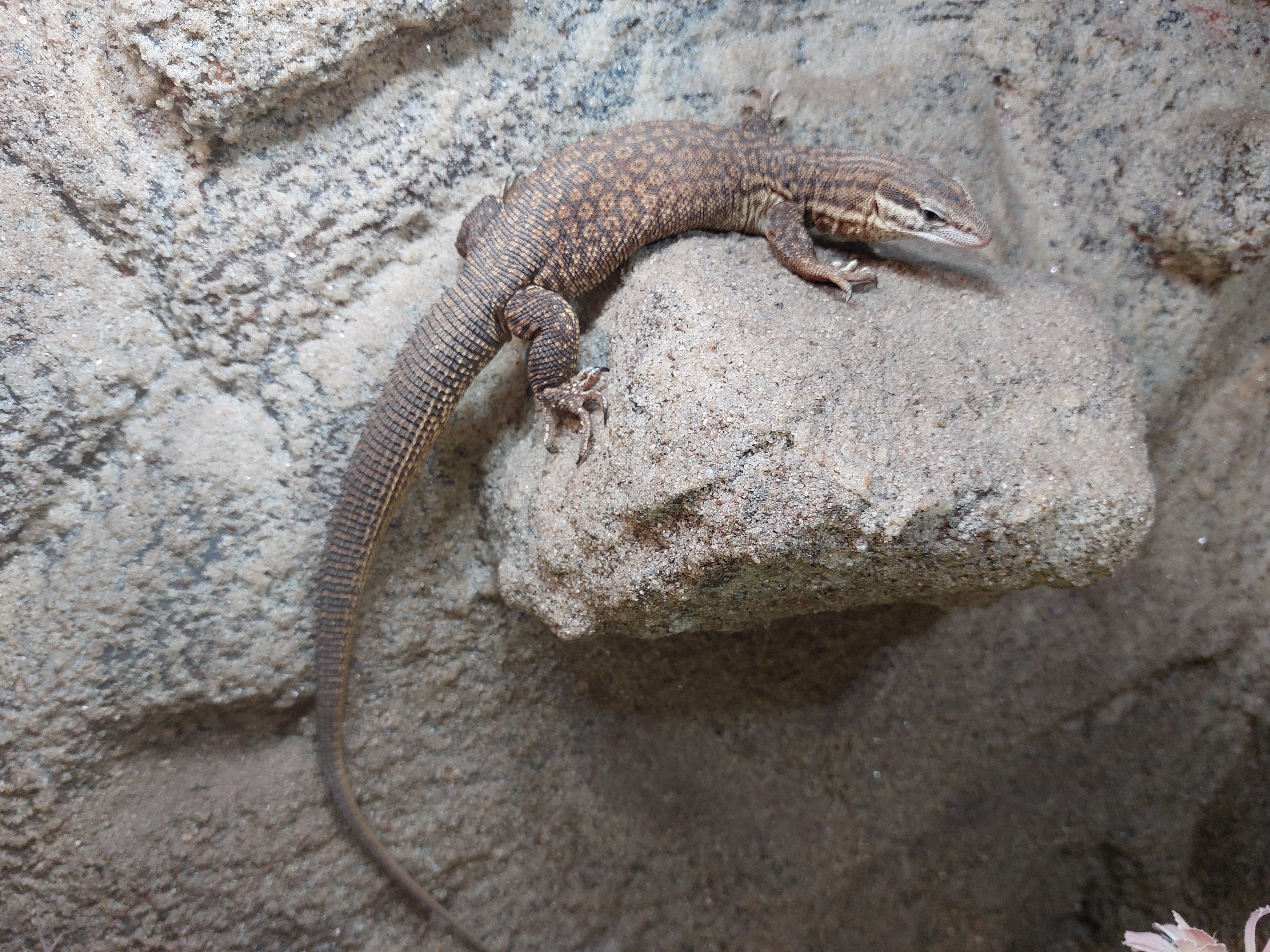 Poptávka Varanus acanthurus