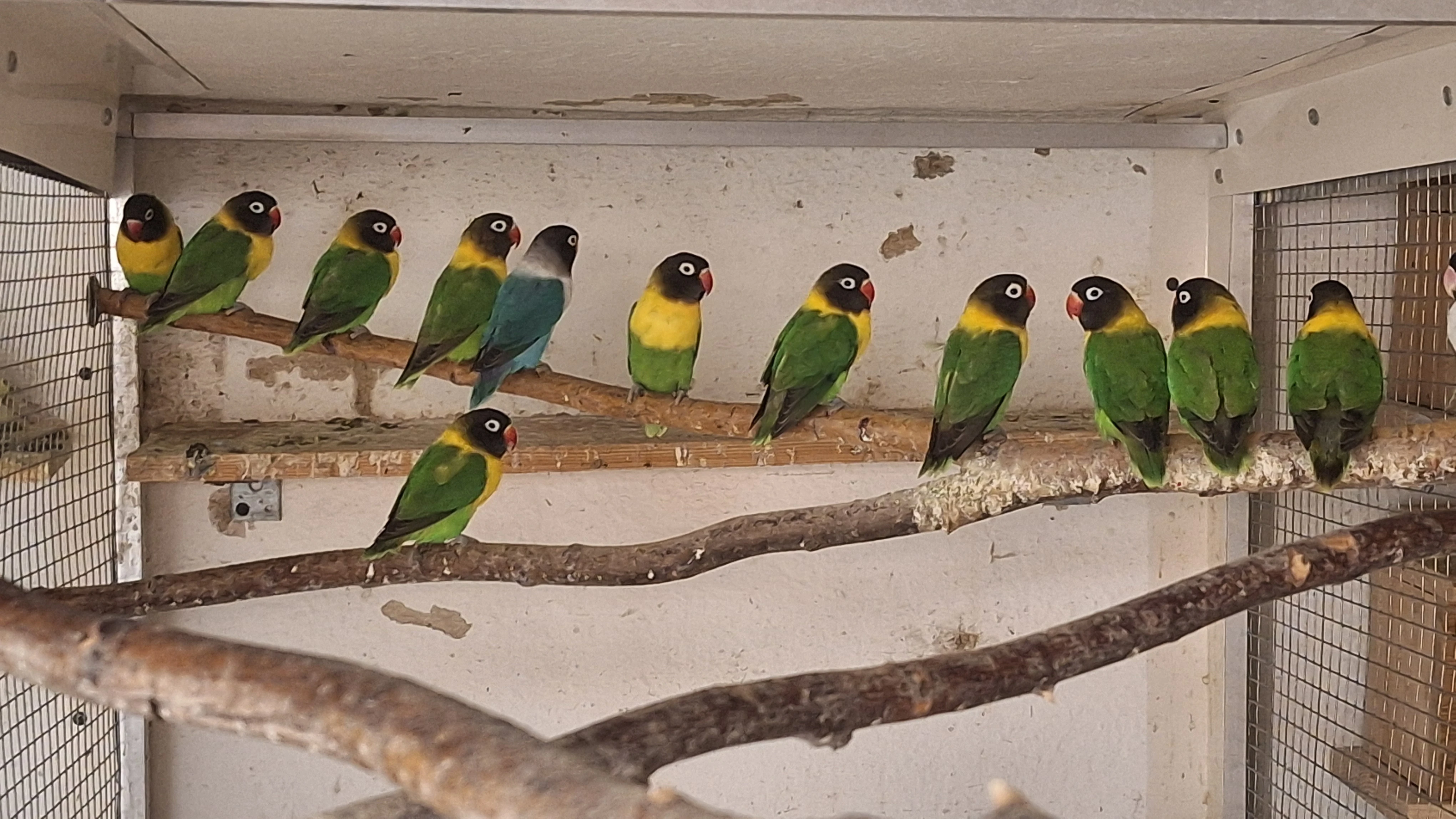 Agapornis škraboškový