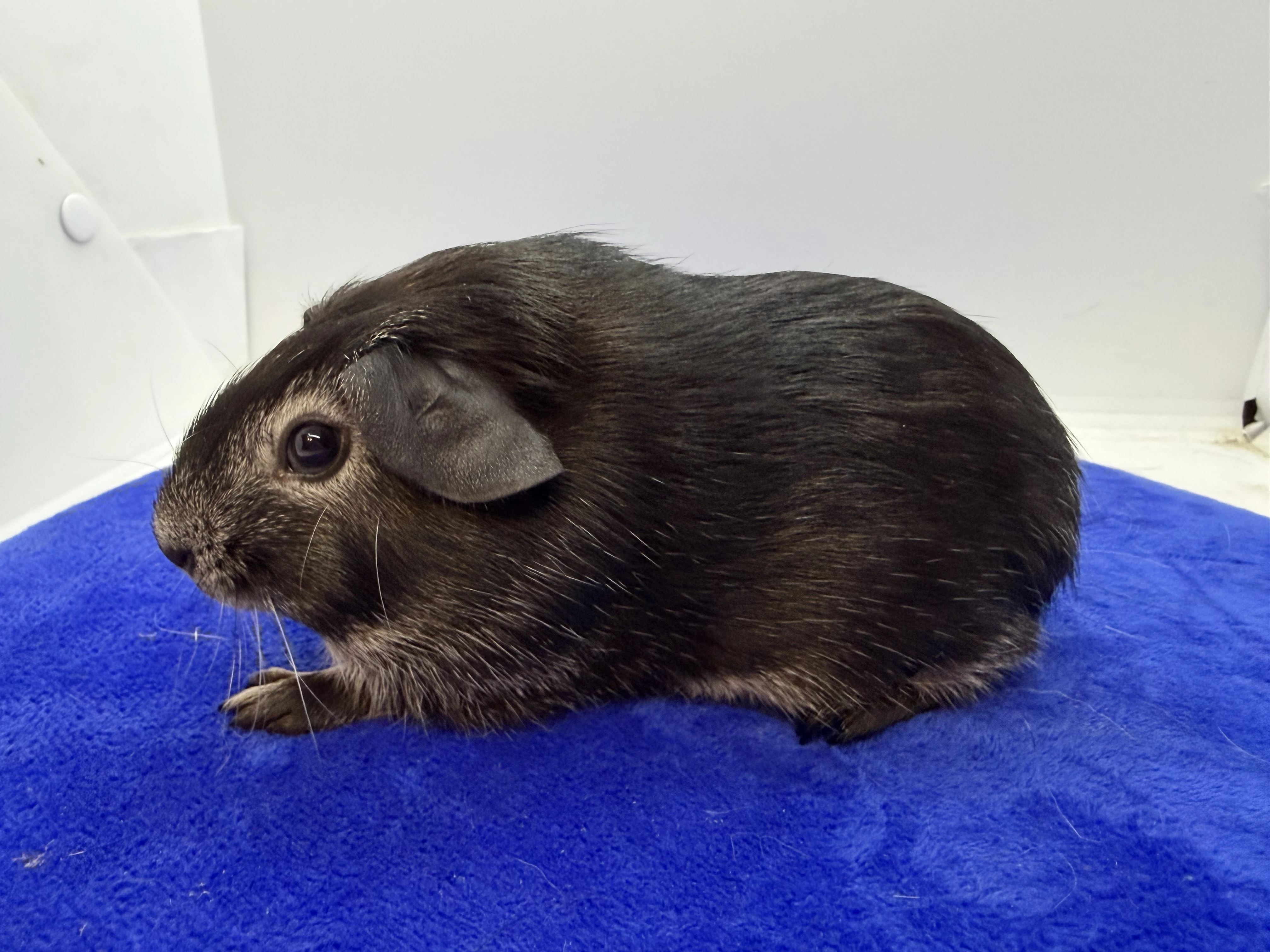 Morče hladké samička fox černá s bílou