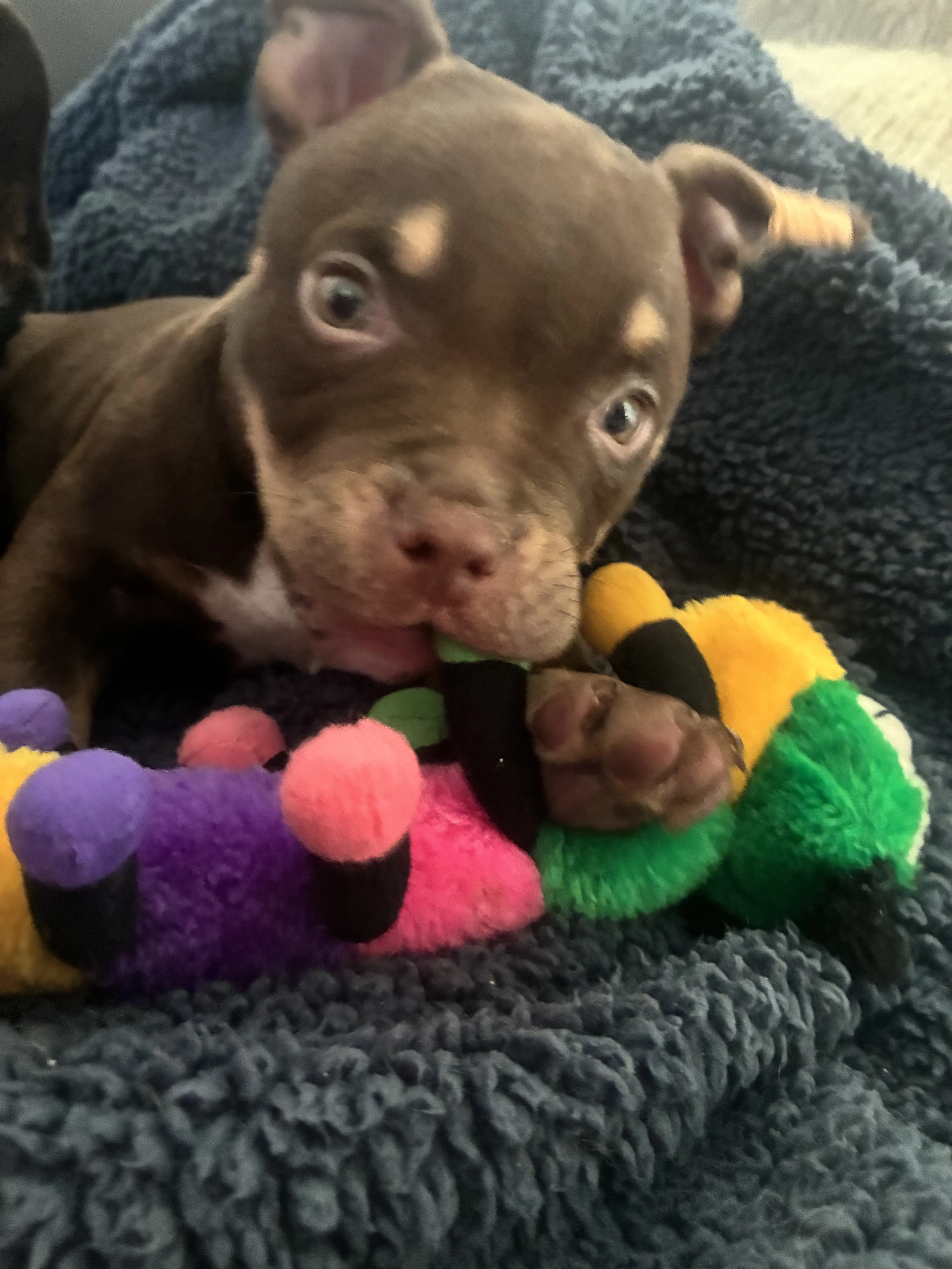 American Bully micro/exotic s PP