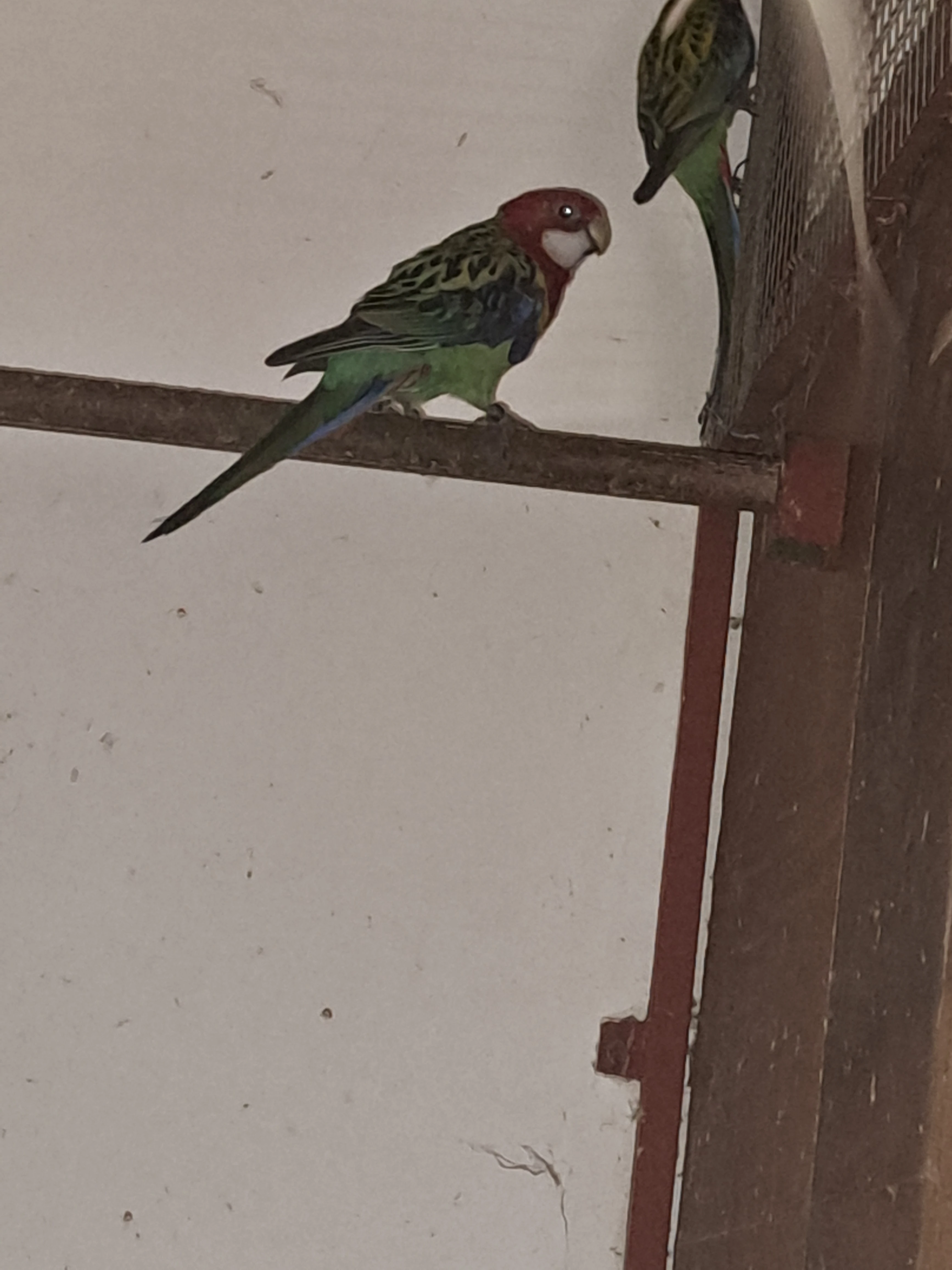 Prodám rosela pestrá