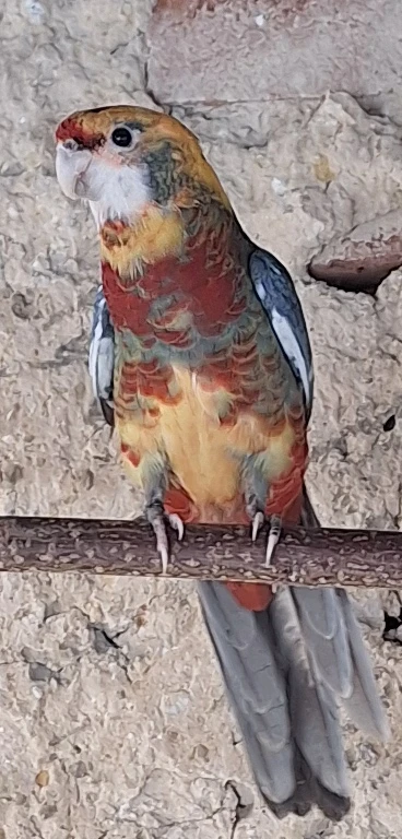 Prodám rosela penant kakariky žluté, modre