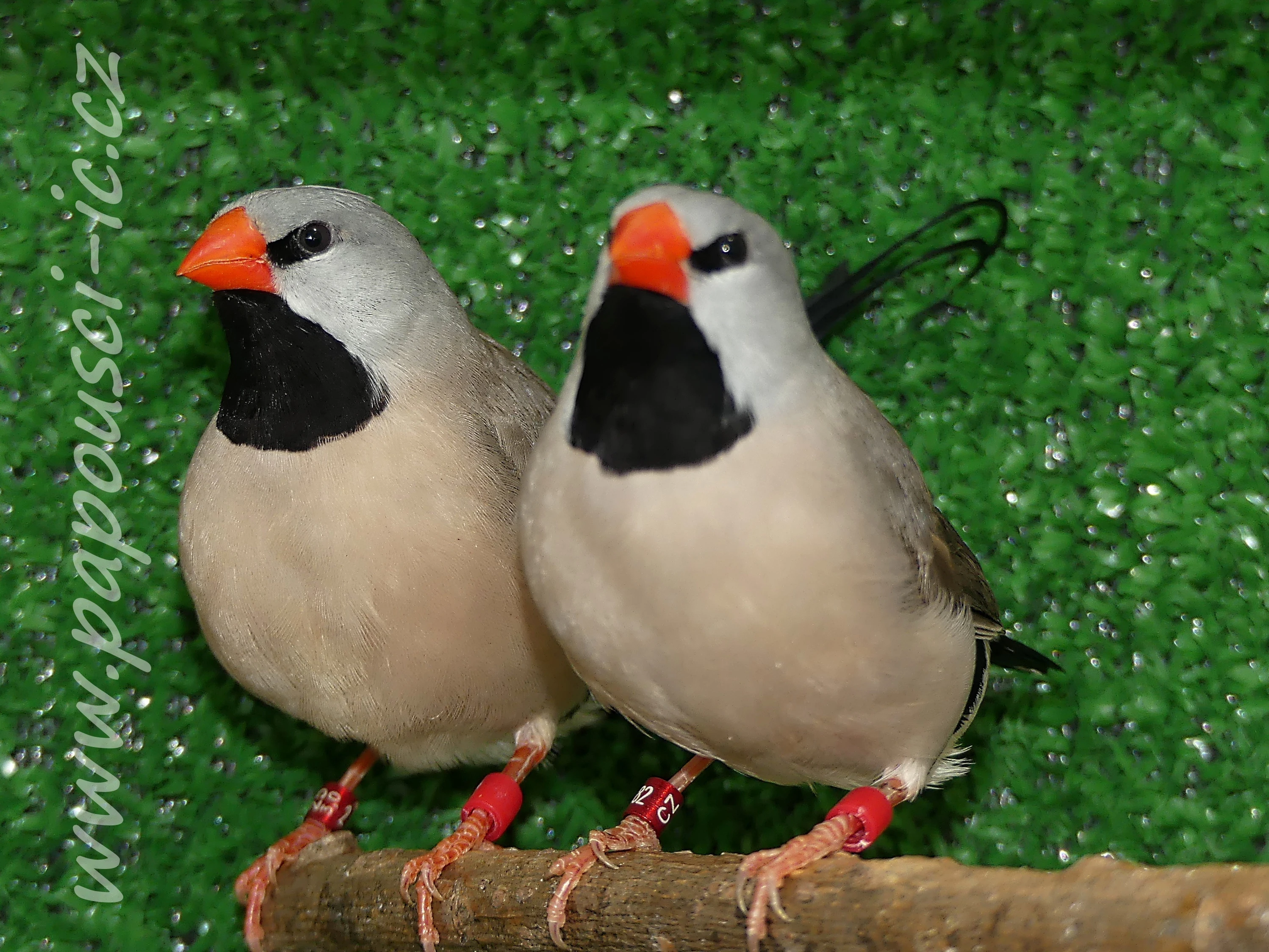 Pásovník dlouhoocasý červenozobý