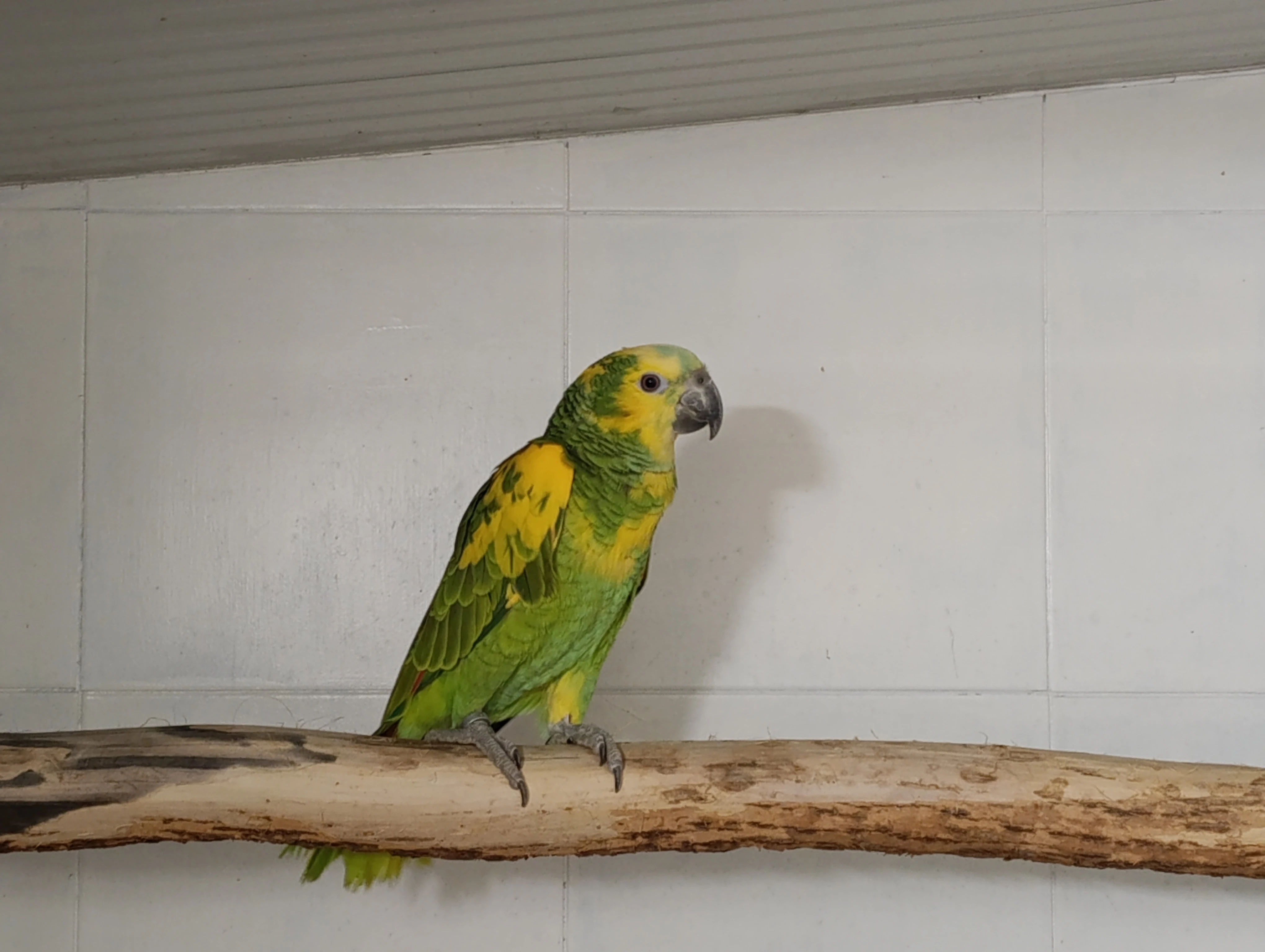 Amazoňan modročelý (aestiva xanthopteryx) 1.0 r. 2025