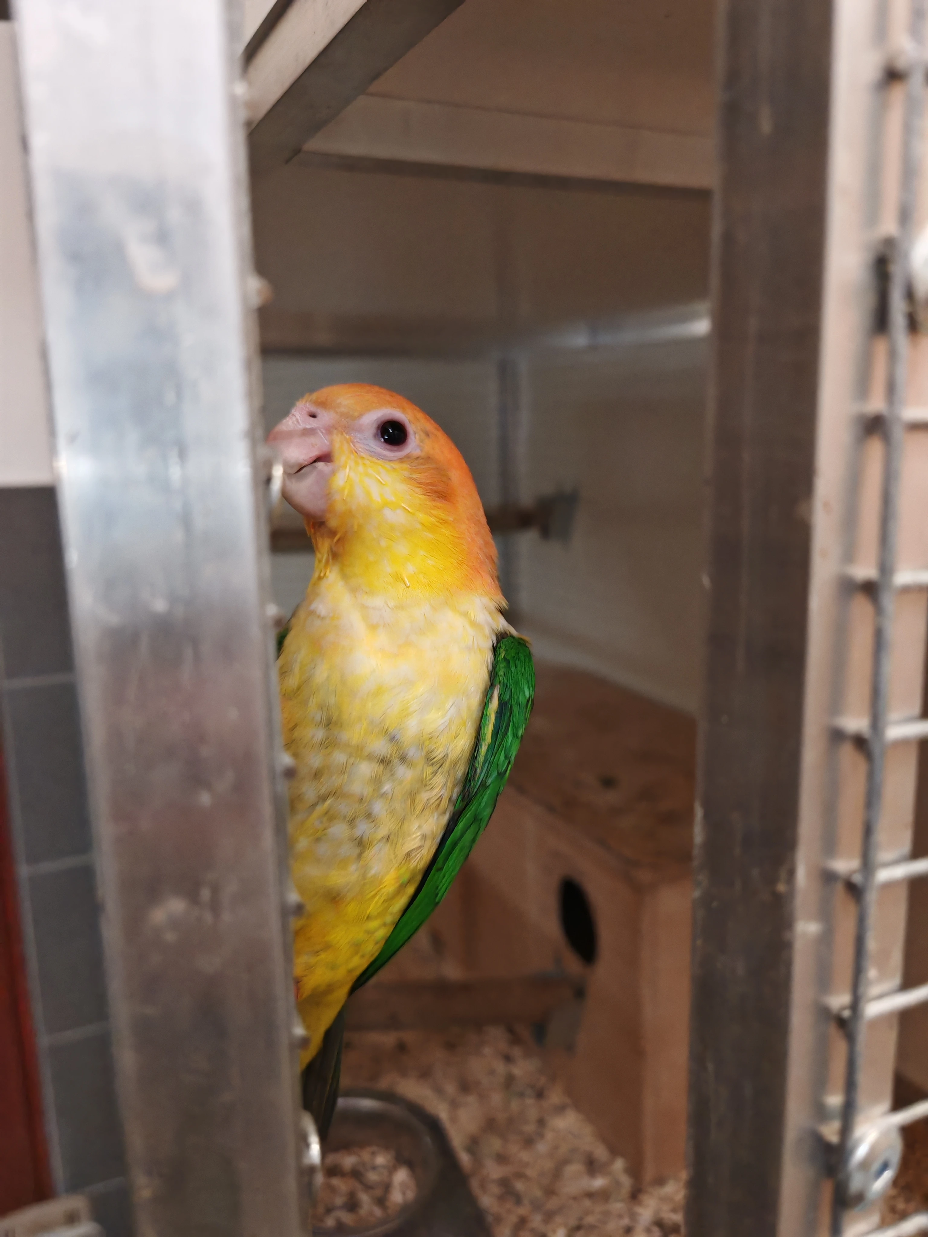 Amazonek bělobřichý 0.1, R. 25,