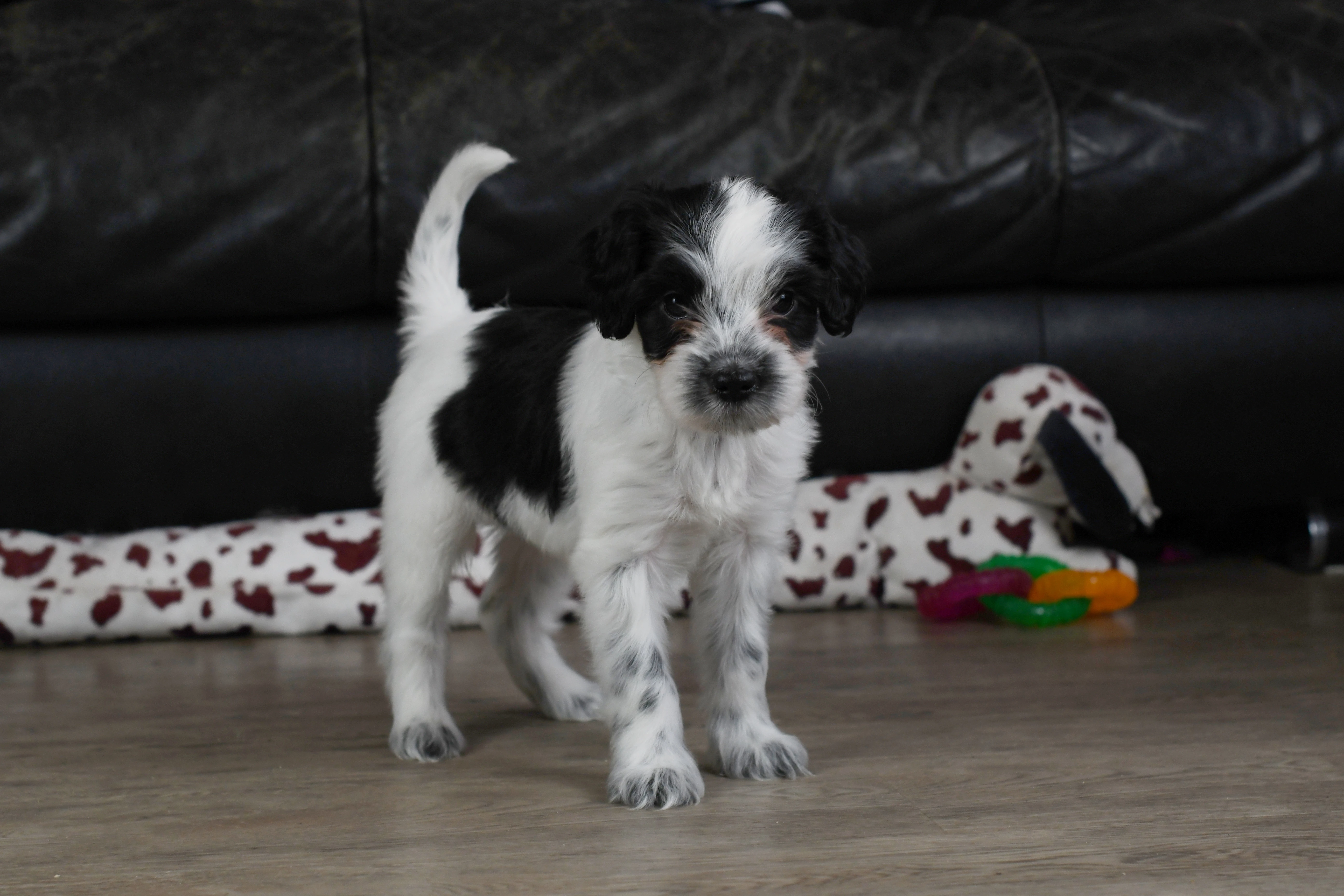 Štěně Schapendoes s PP