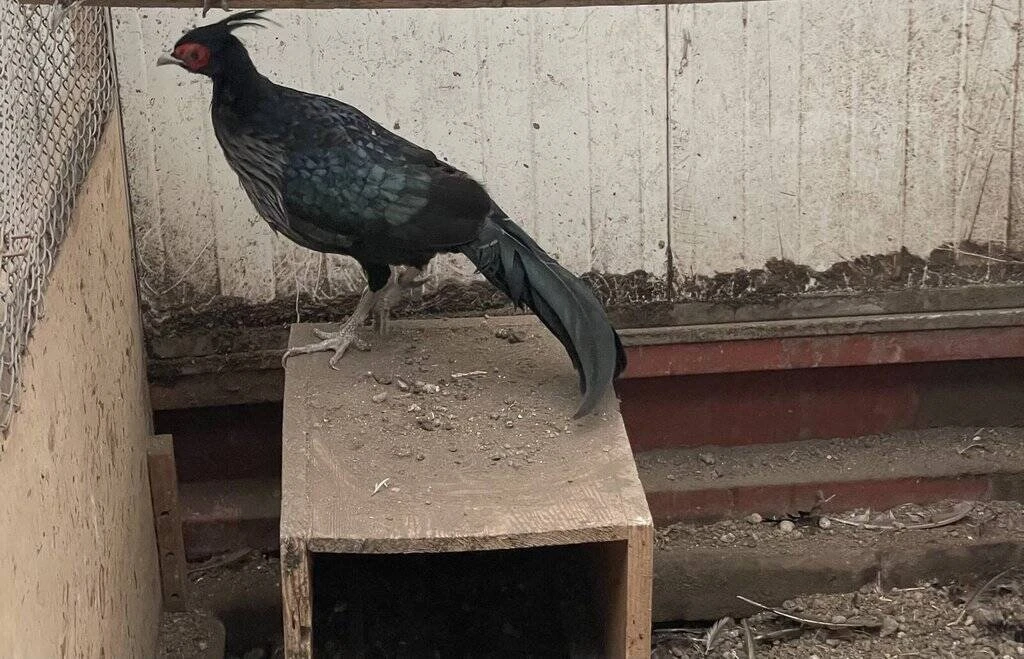 Prodám bažanty, odchov 2025