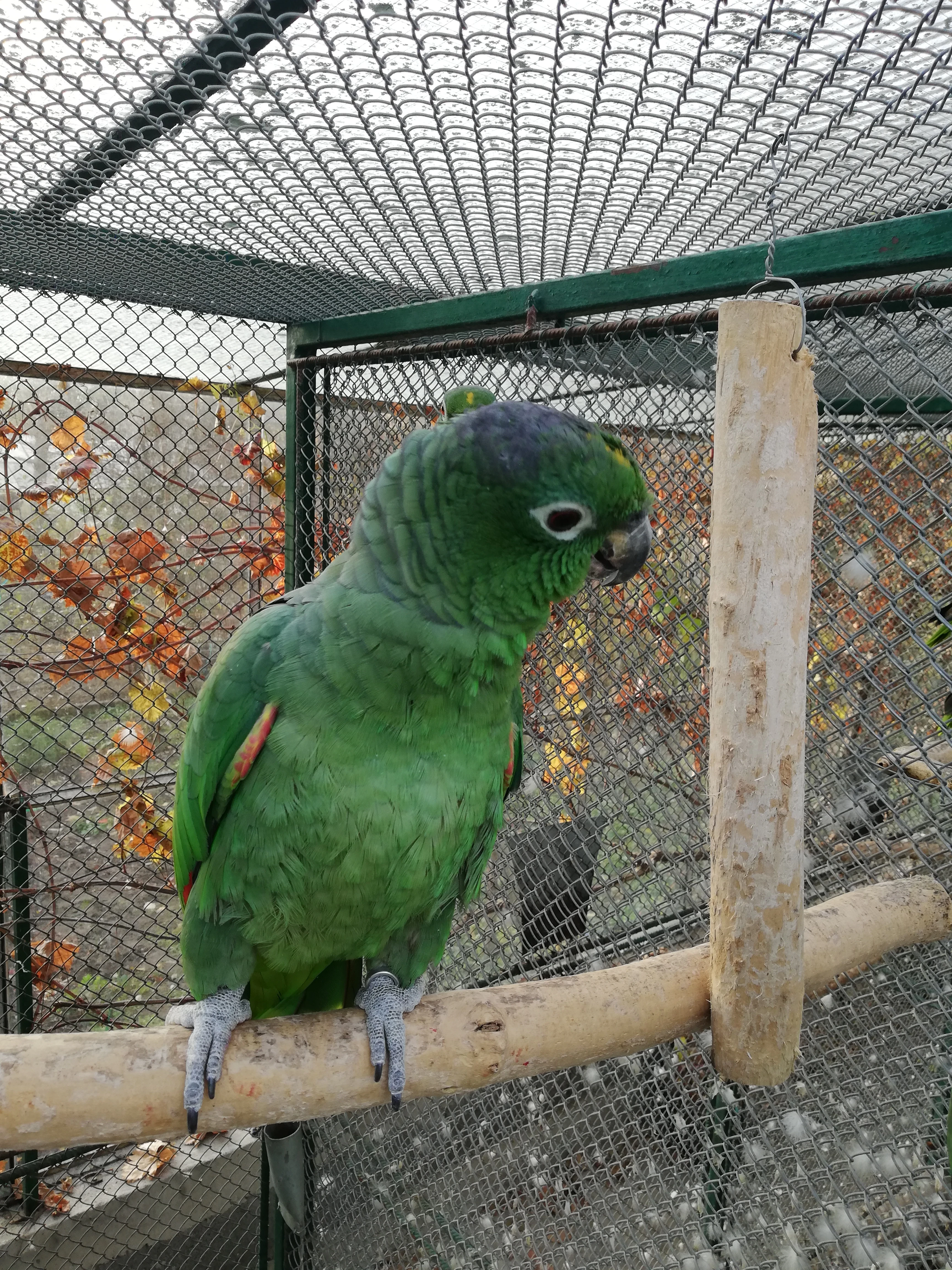 Amazona farinosa farinosa