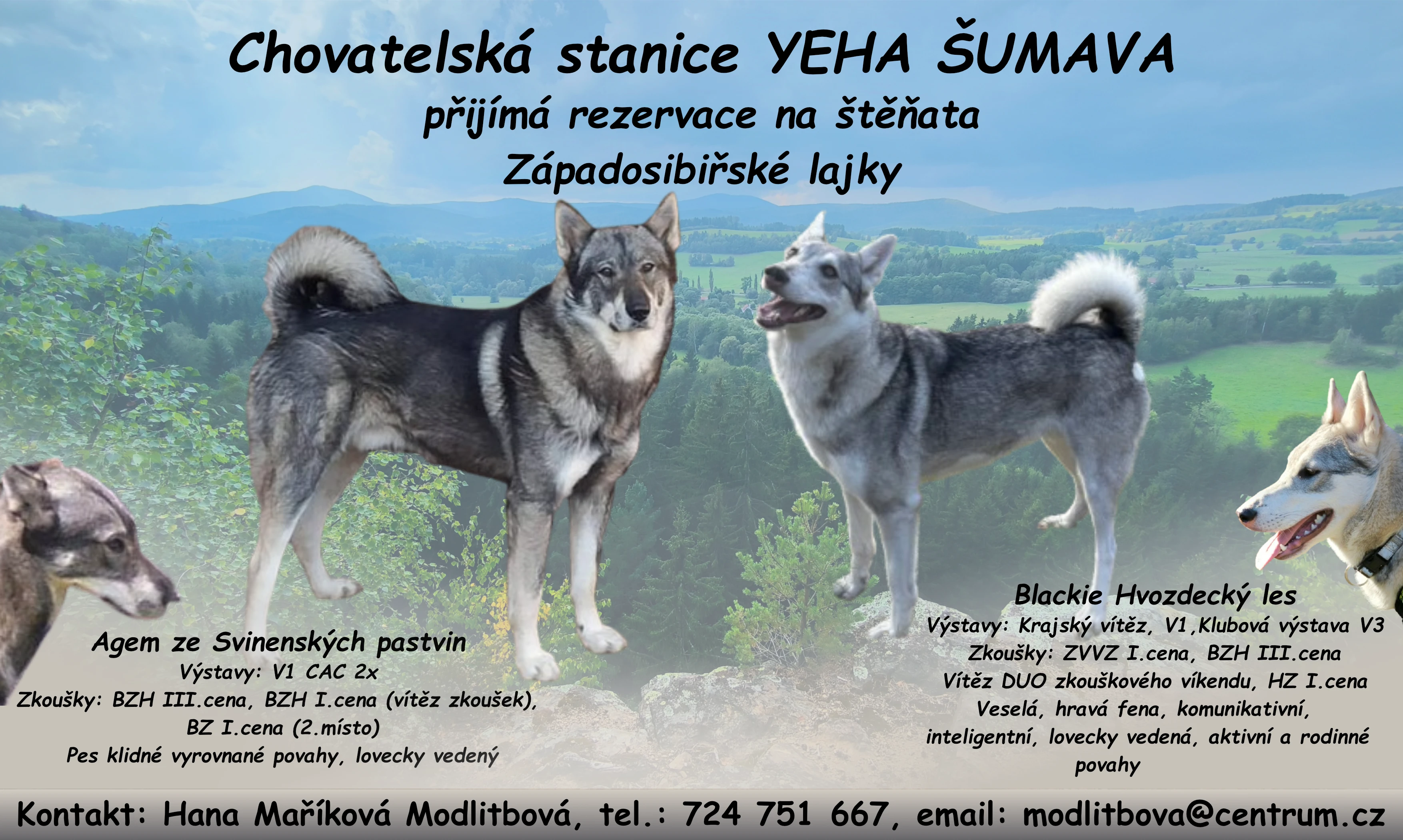 Štěňata západosibiřské lajky