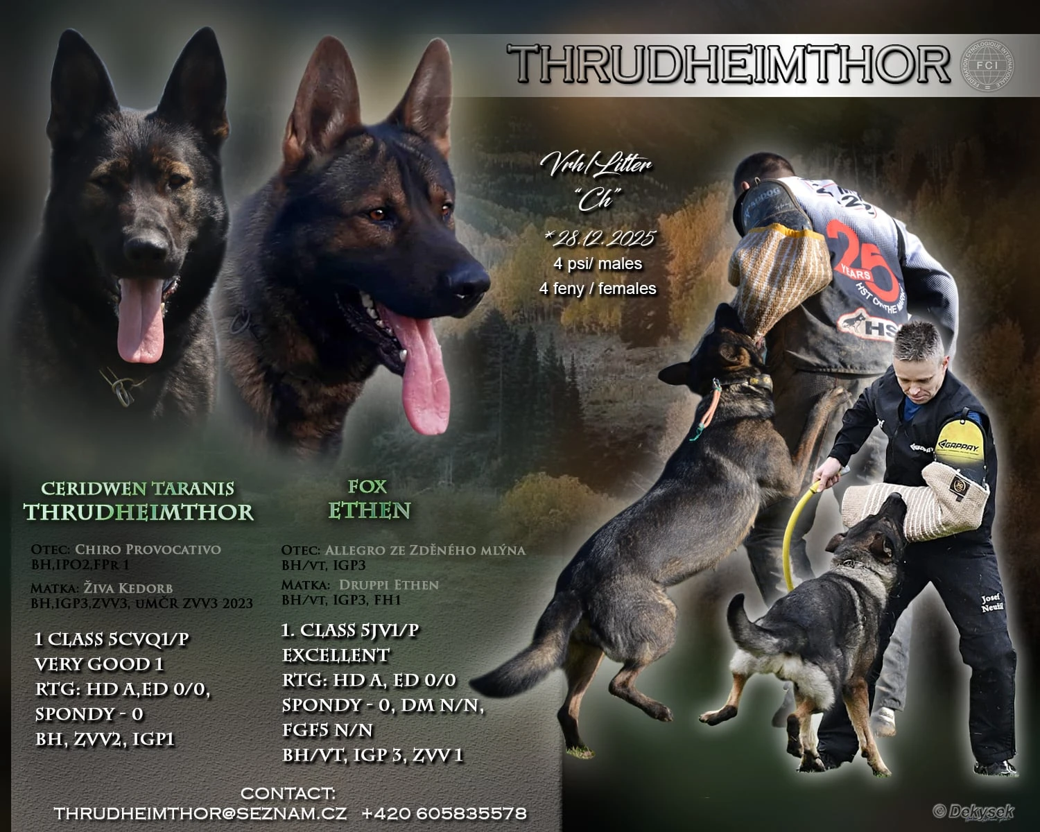 Německý ovčák štěňata s PP