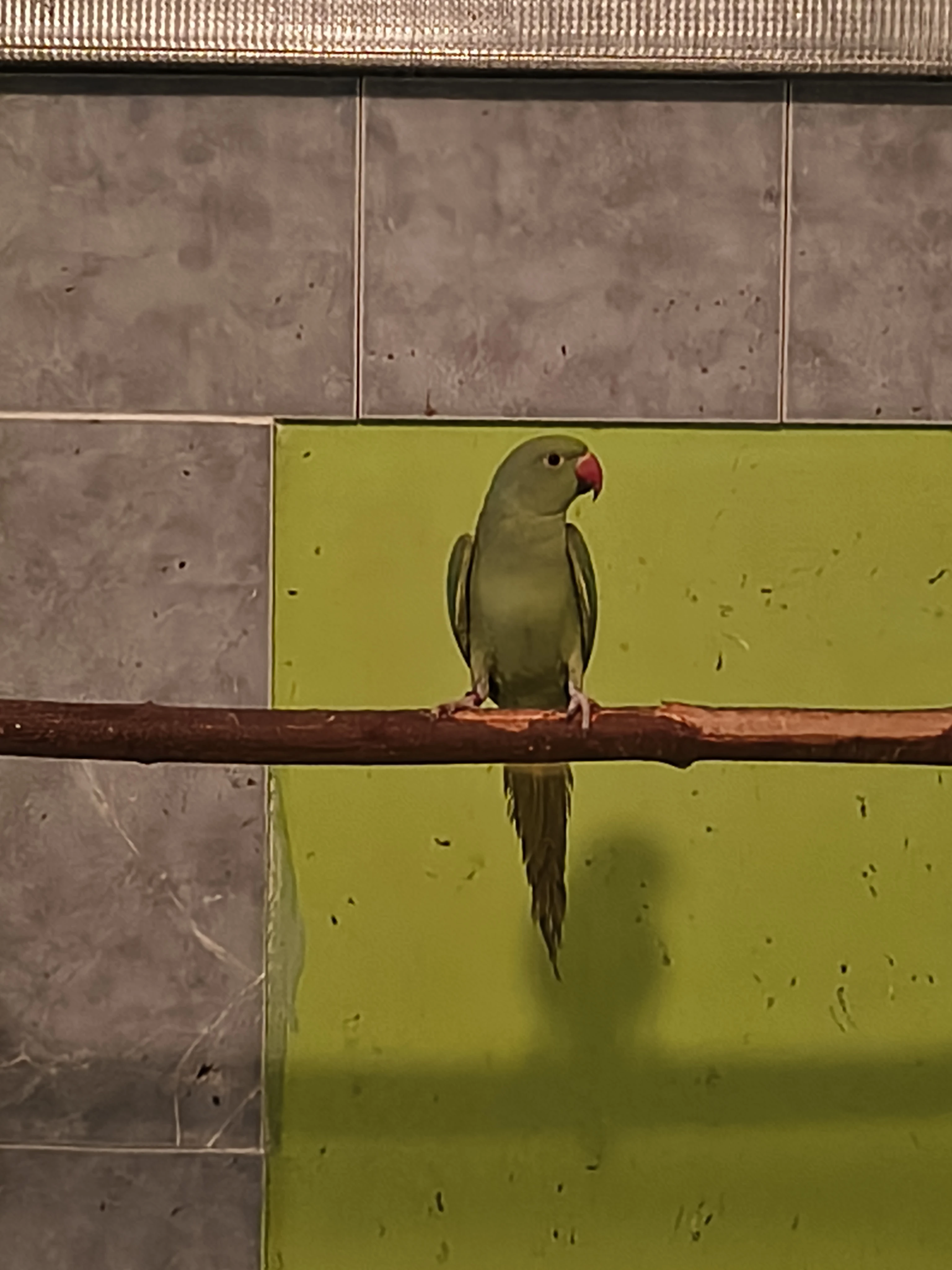 Alexandr malý zelený