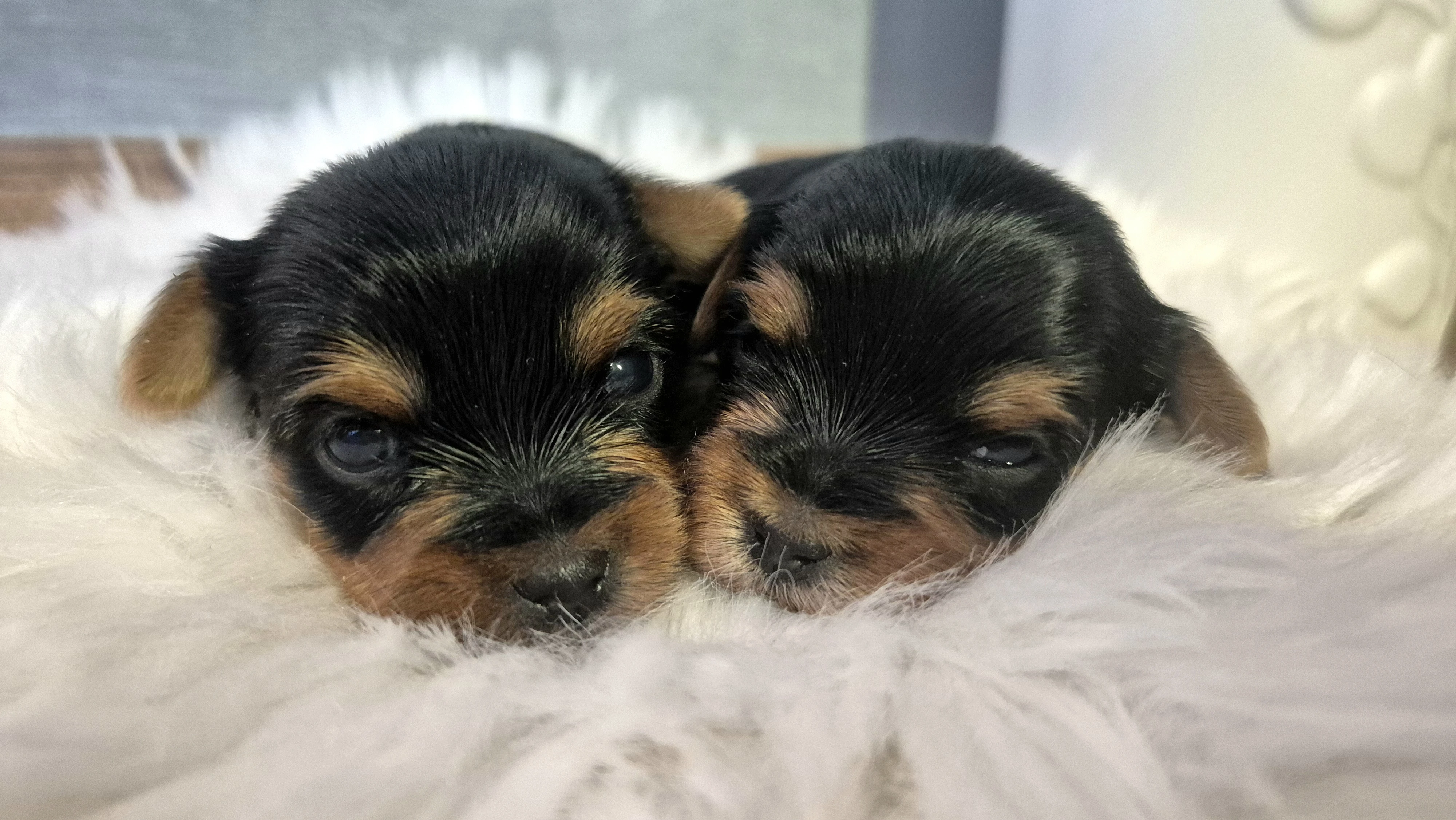 Jorkšírský terier, štěňátka s PP FCI