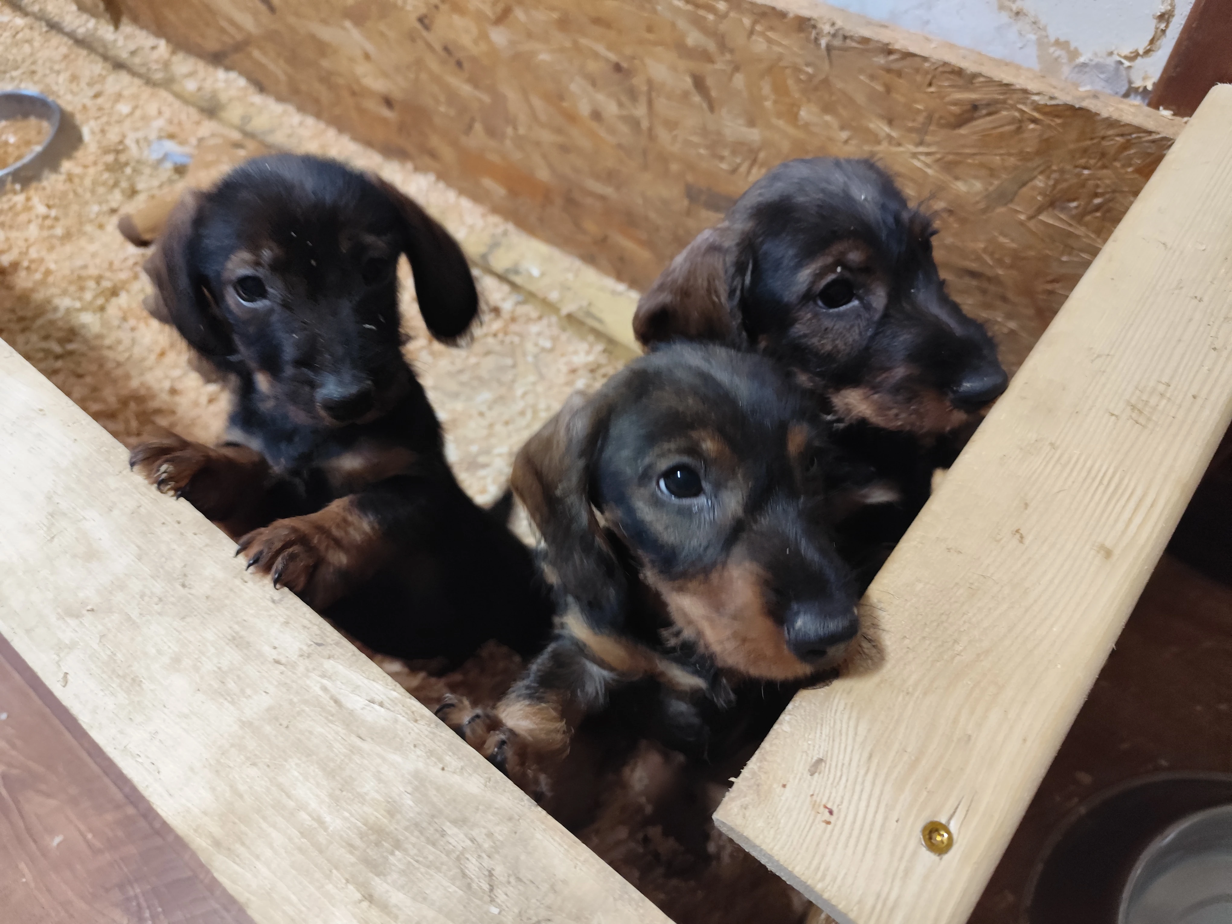 Jezevčík drsnosrstý standard