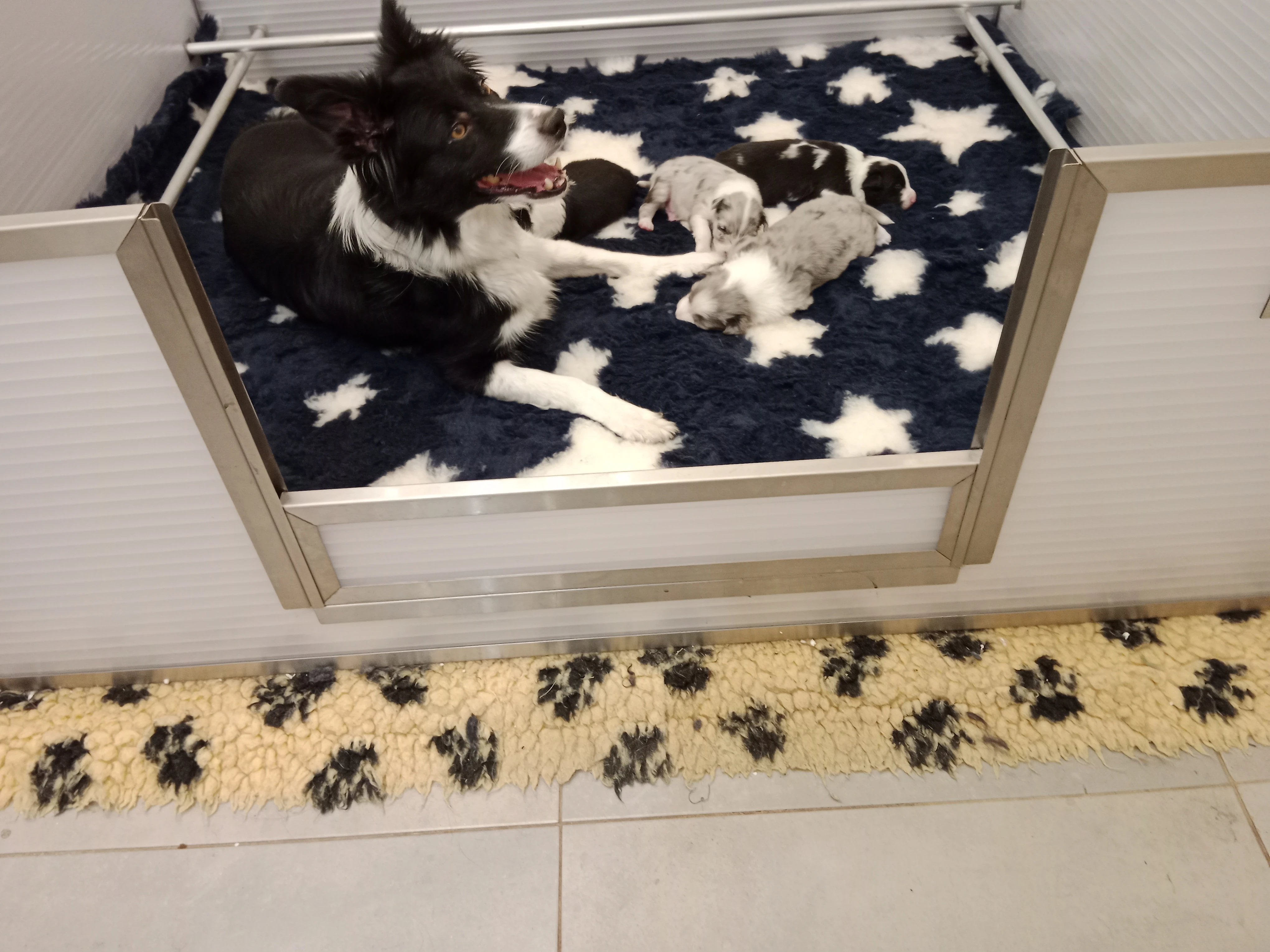 Border kolie s pp k odběru i rezervaci