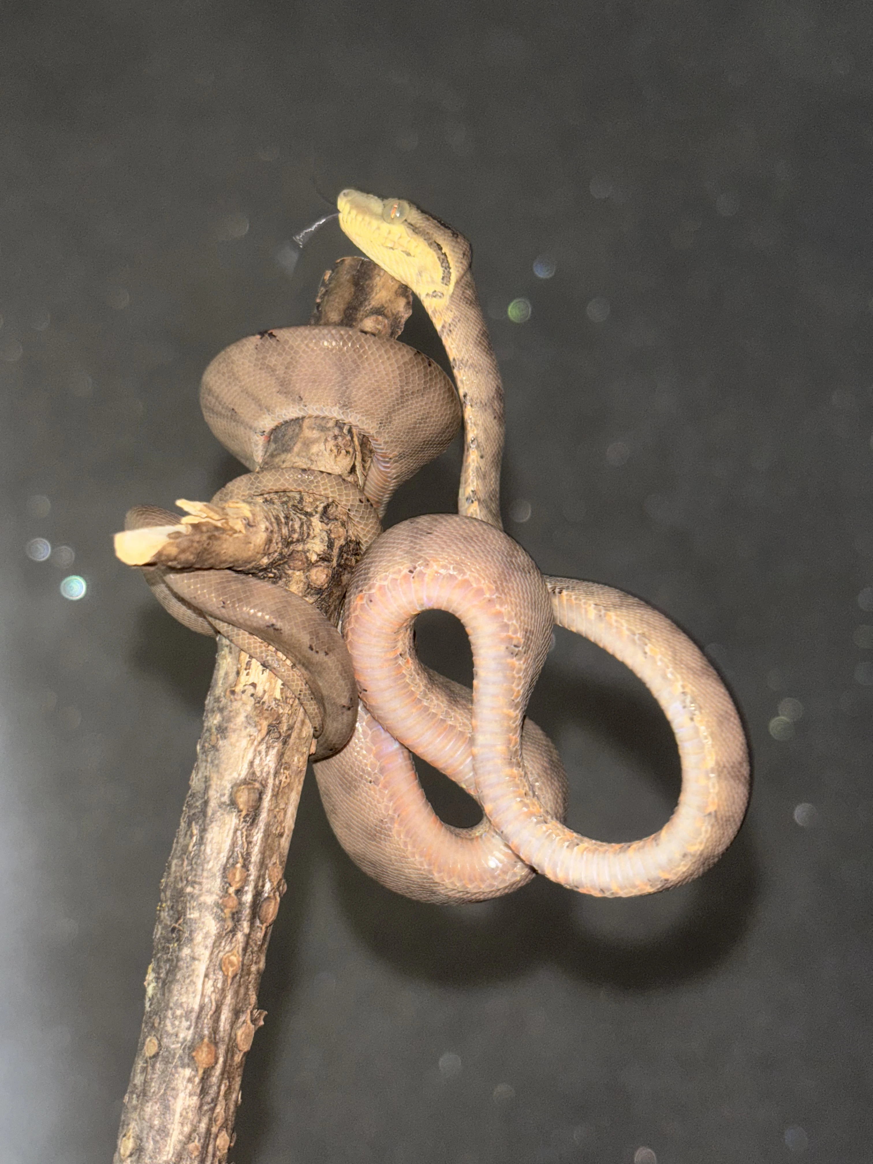 Predám alebo vymením mláďa psohlavca