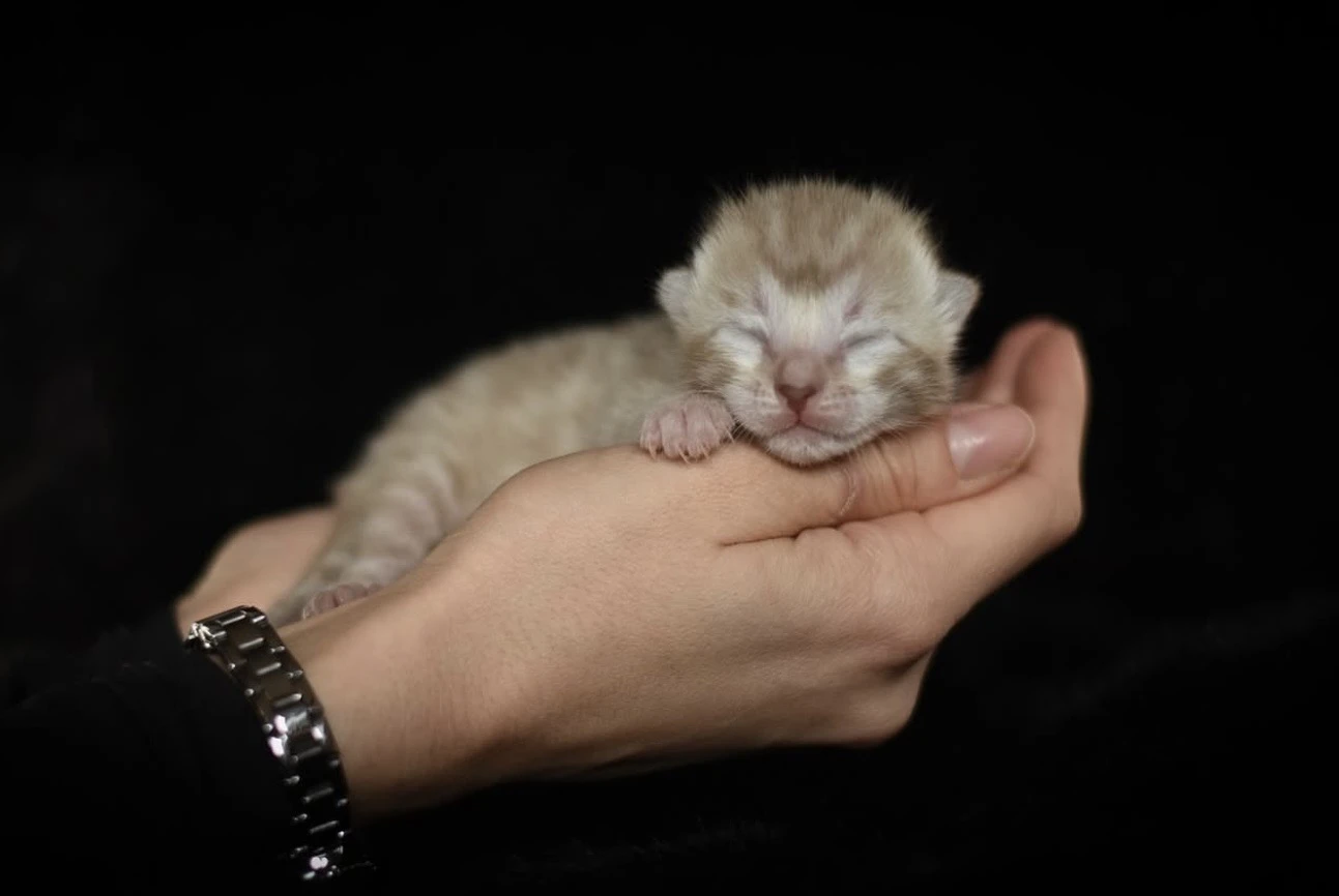 Bengálská kočka s PP