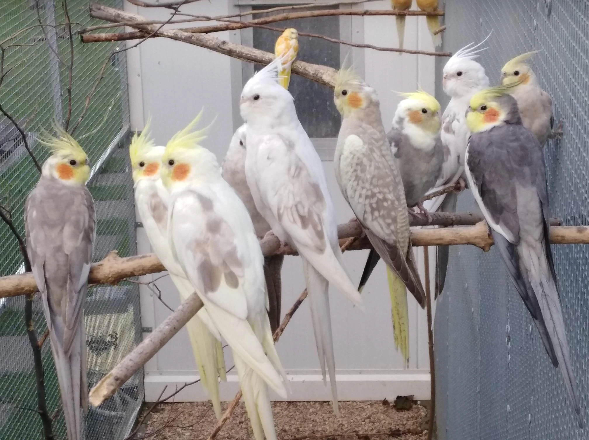 Prodám korely - odchov 2025.