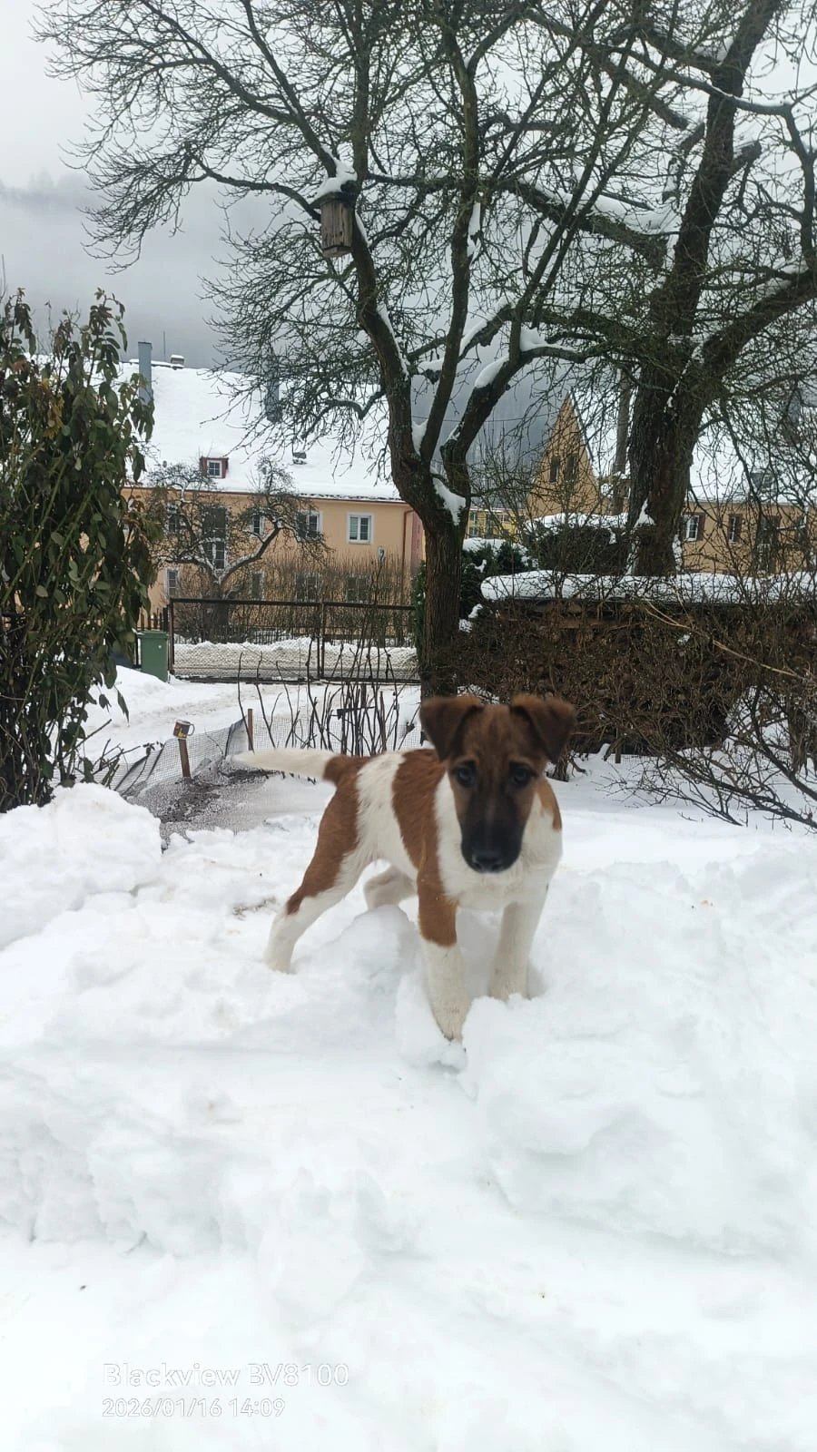 Foxterier hladkosrstý - Atalantis