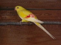 Papoušek horský lutino