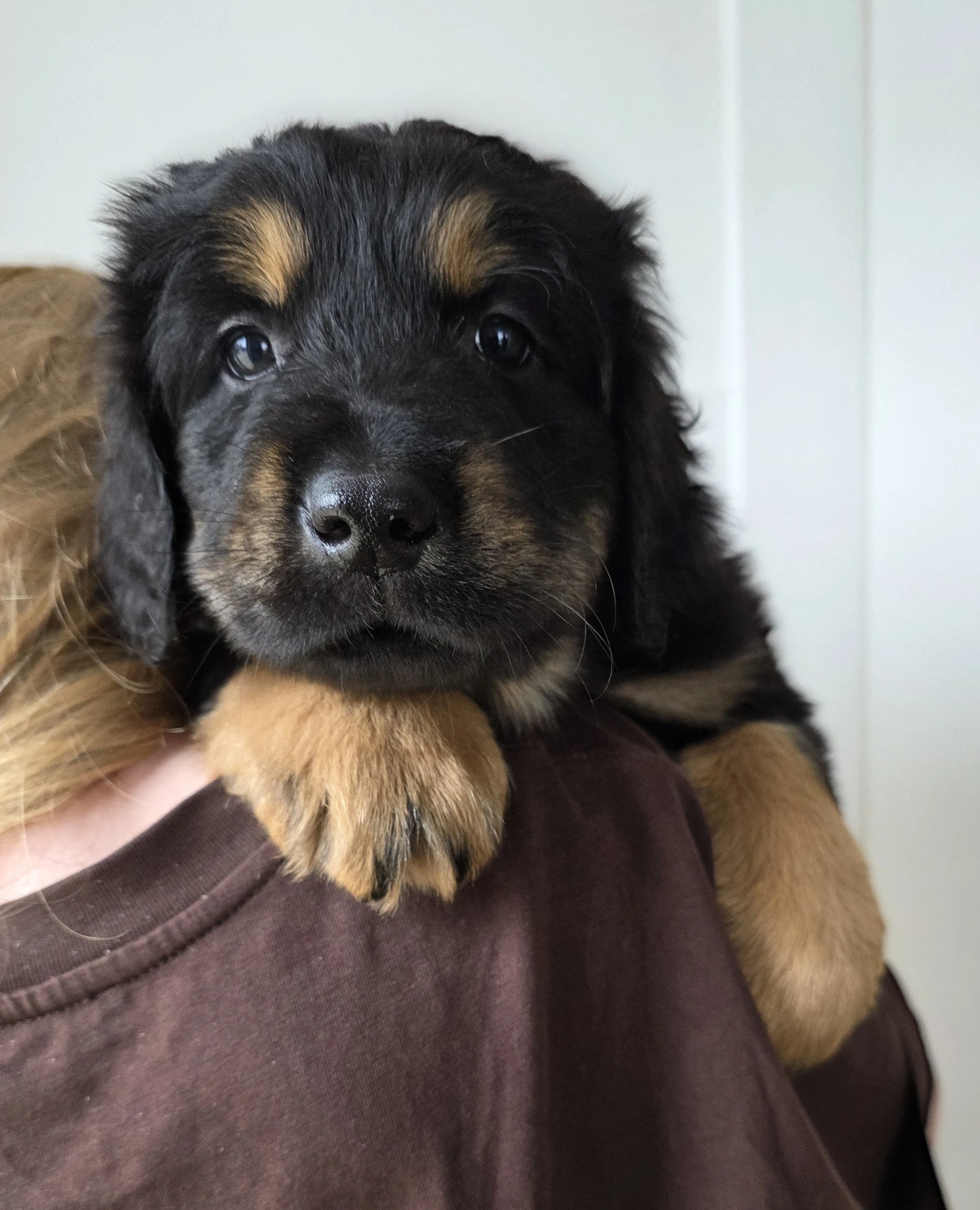 Chopper a Chris hledají láskyplnný domov