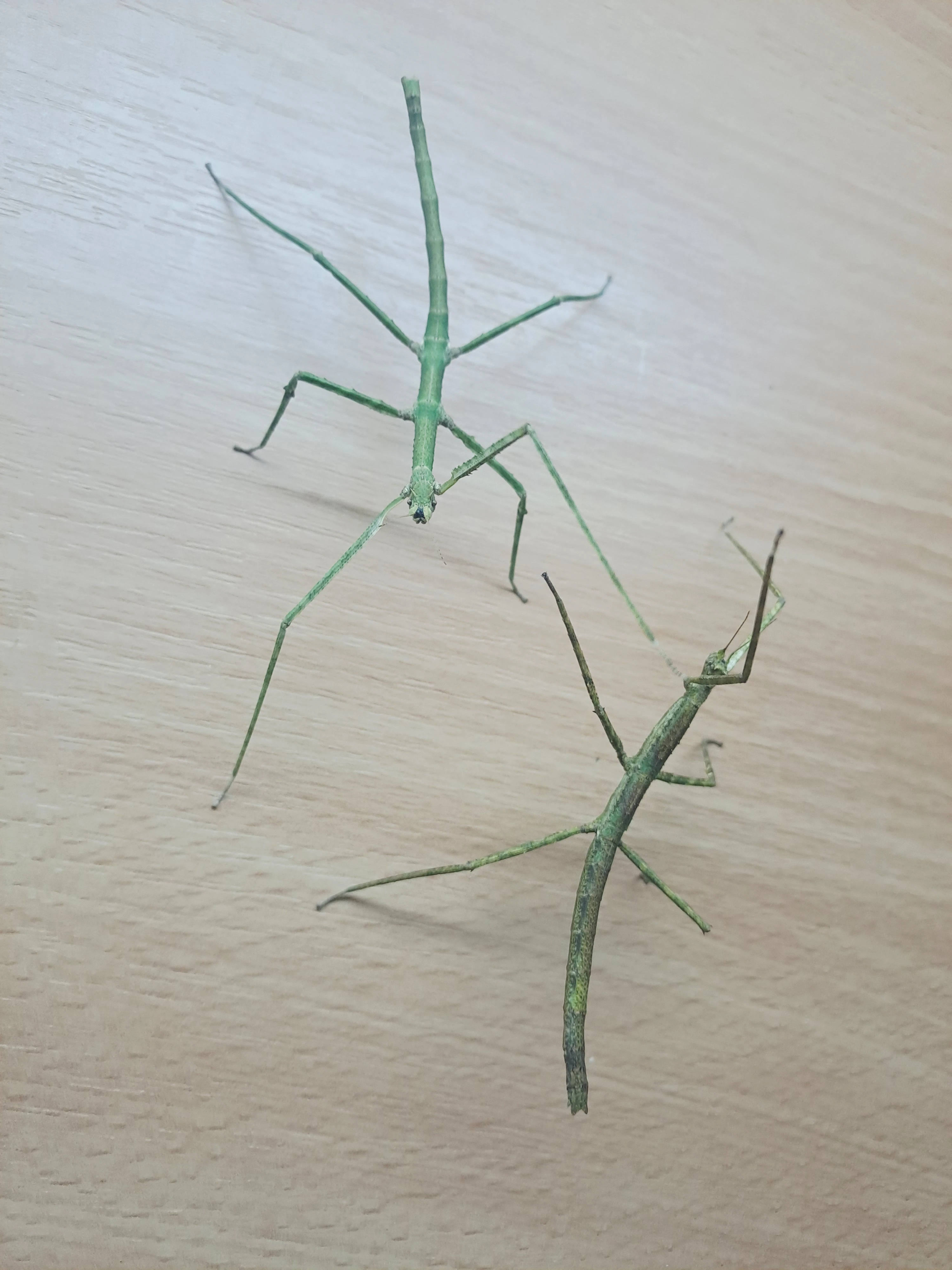 Medauroidea extradentata - Pakobylka rohatá