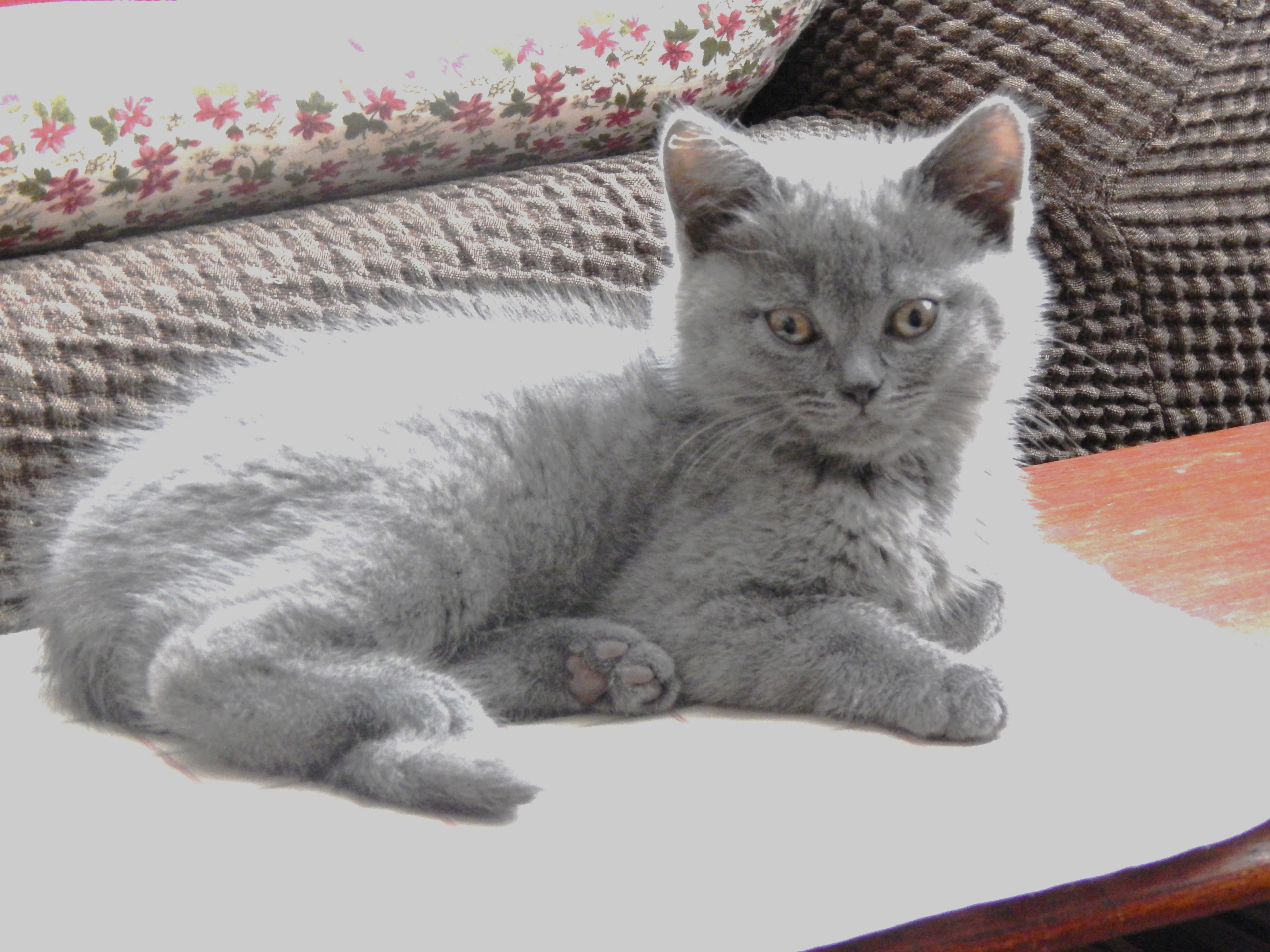 Britský modrý kocour