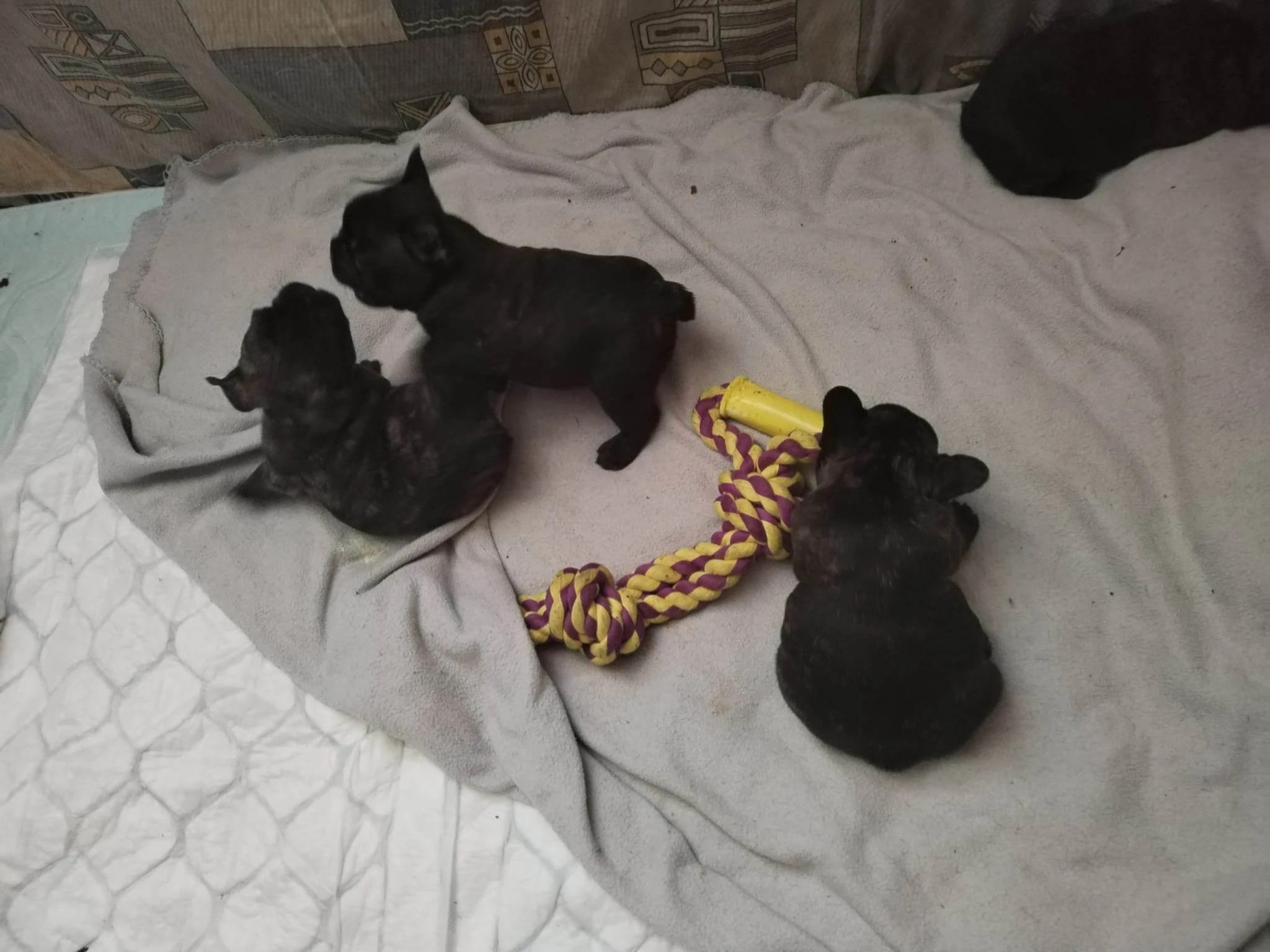 Francouzský buldoček štěňata s PP