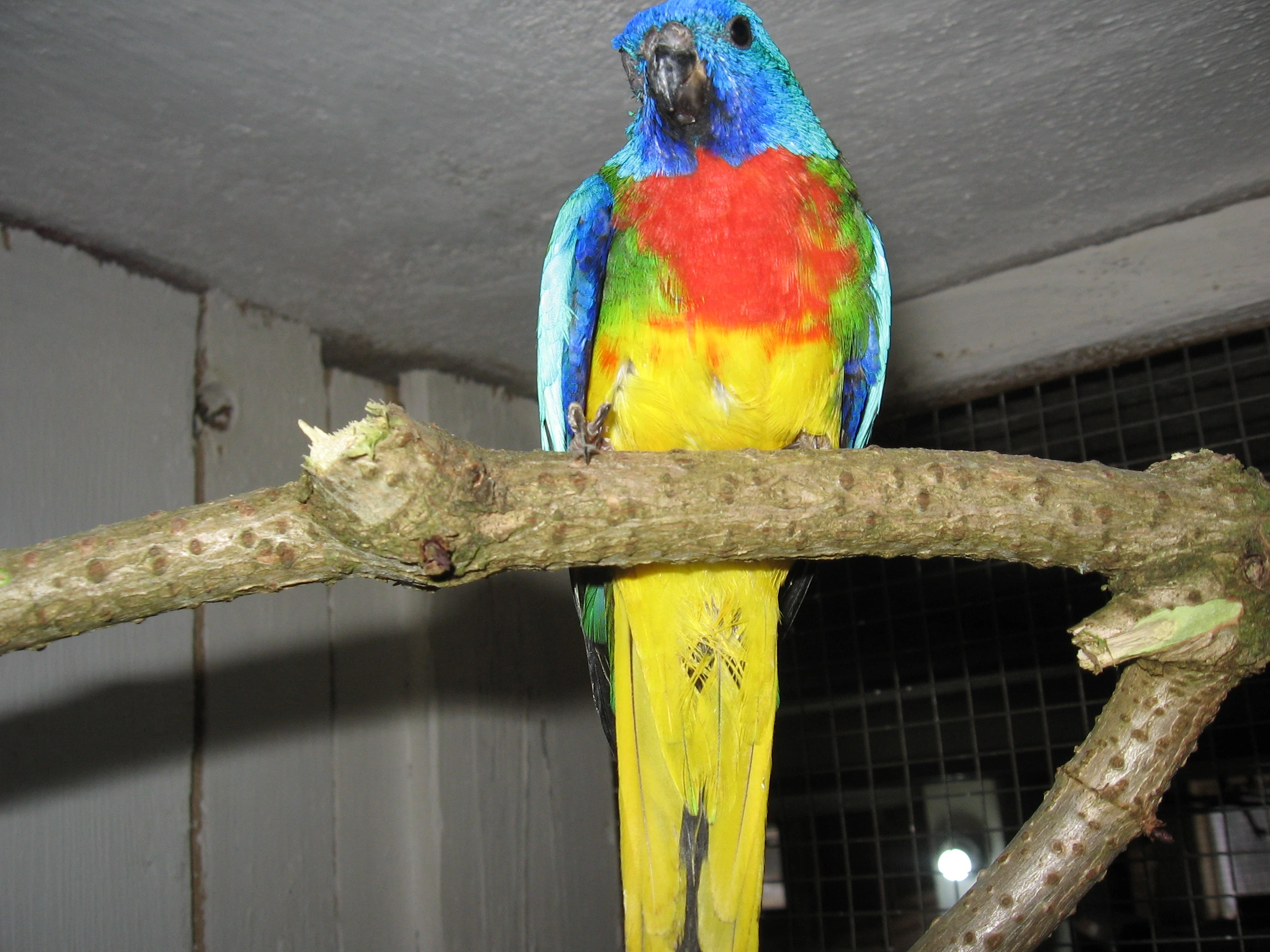 Koupím neofemy modrohlavé