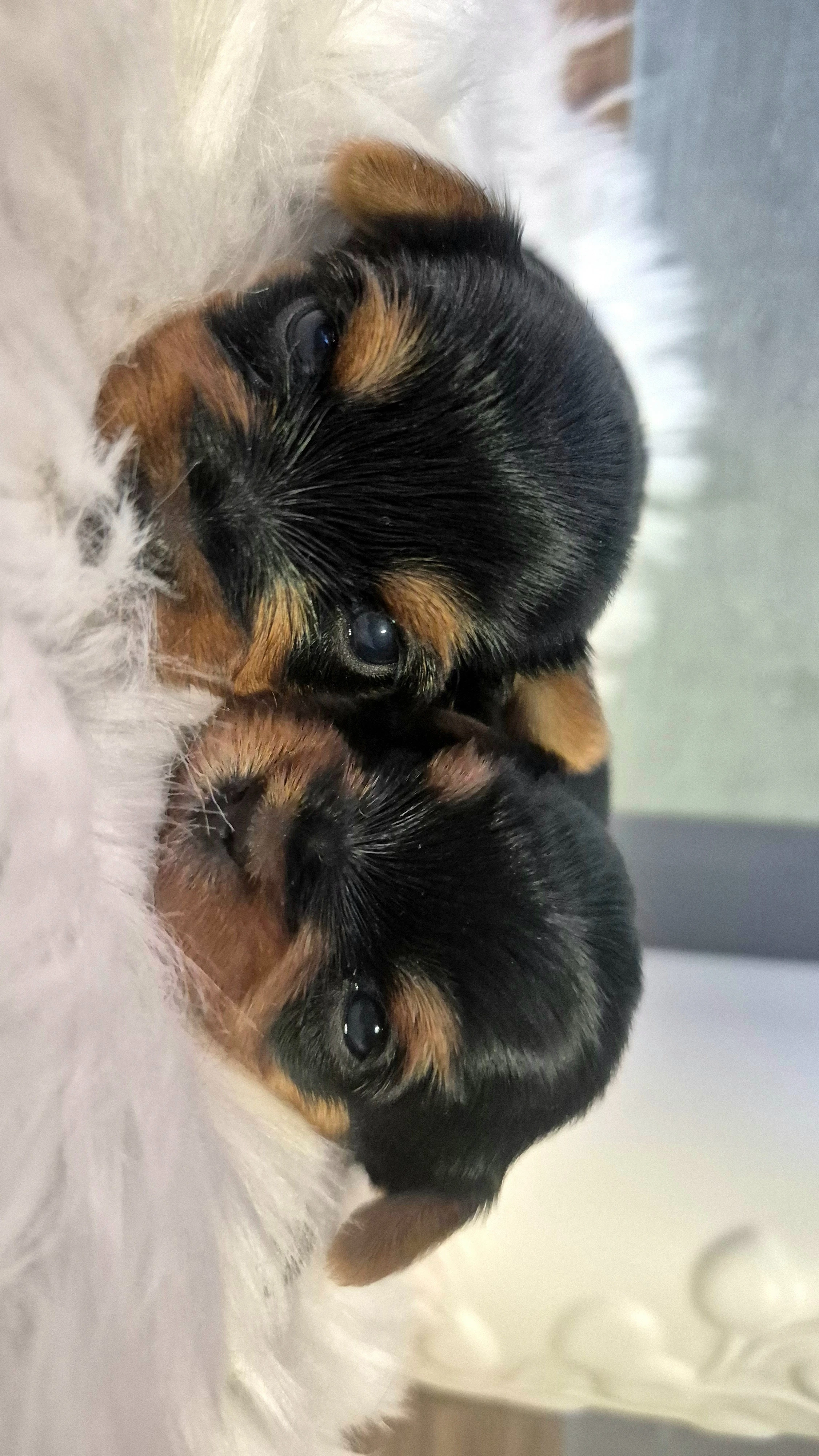 Jorkšírský terier, štěňátka s PP FCI