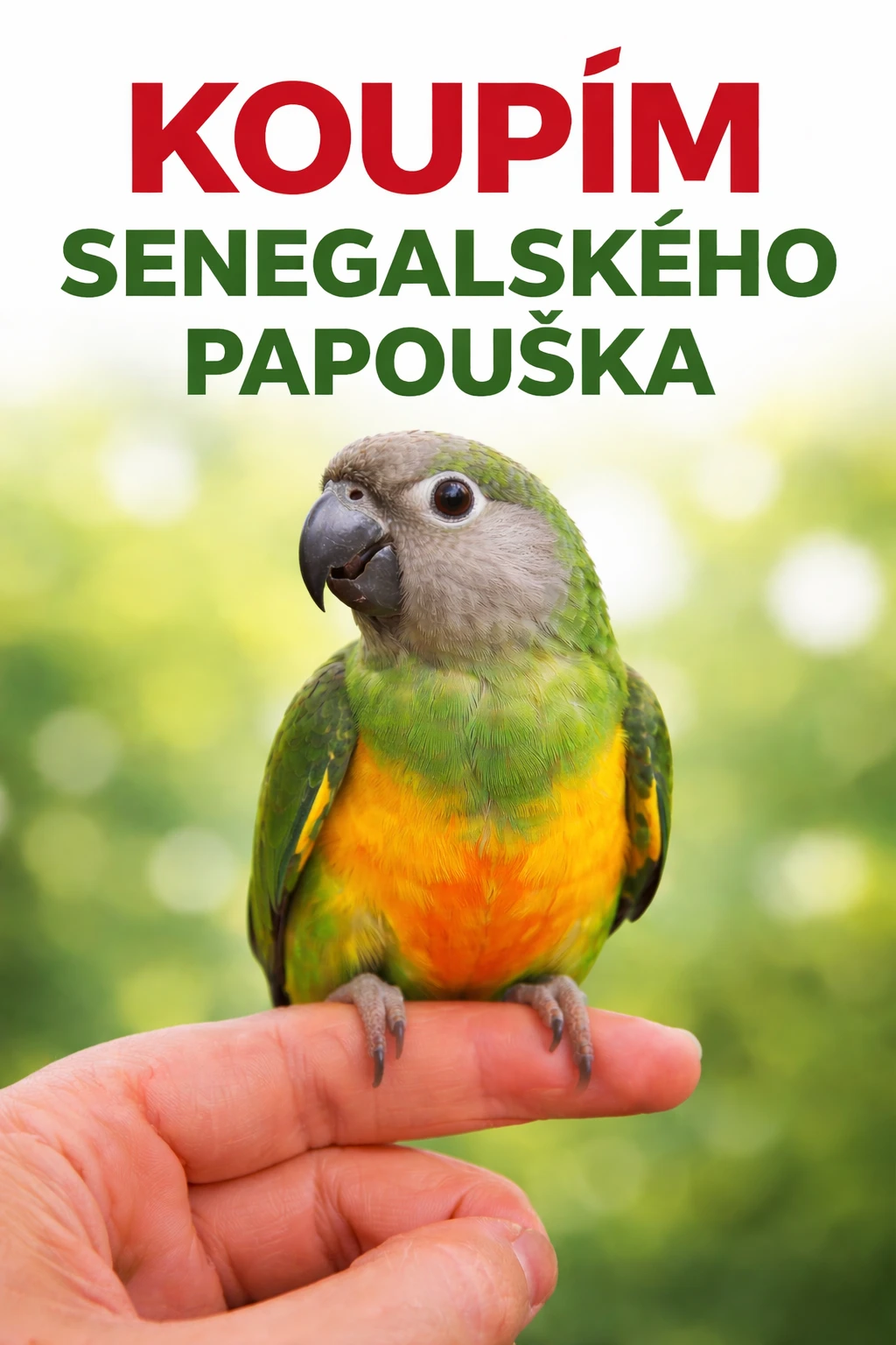 Senegalský papoušek