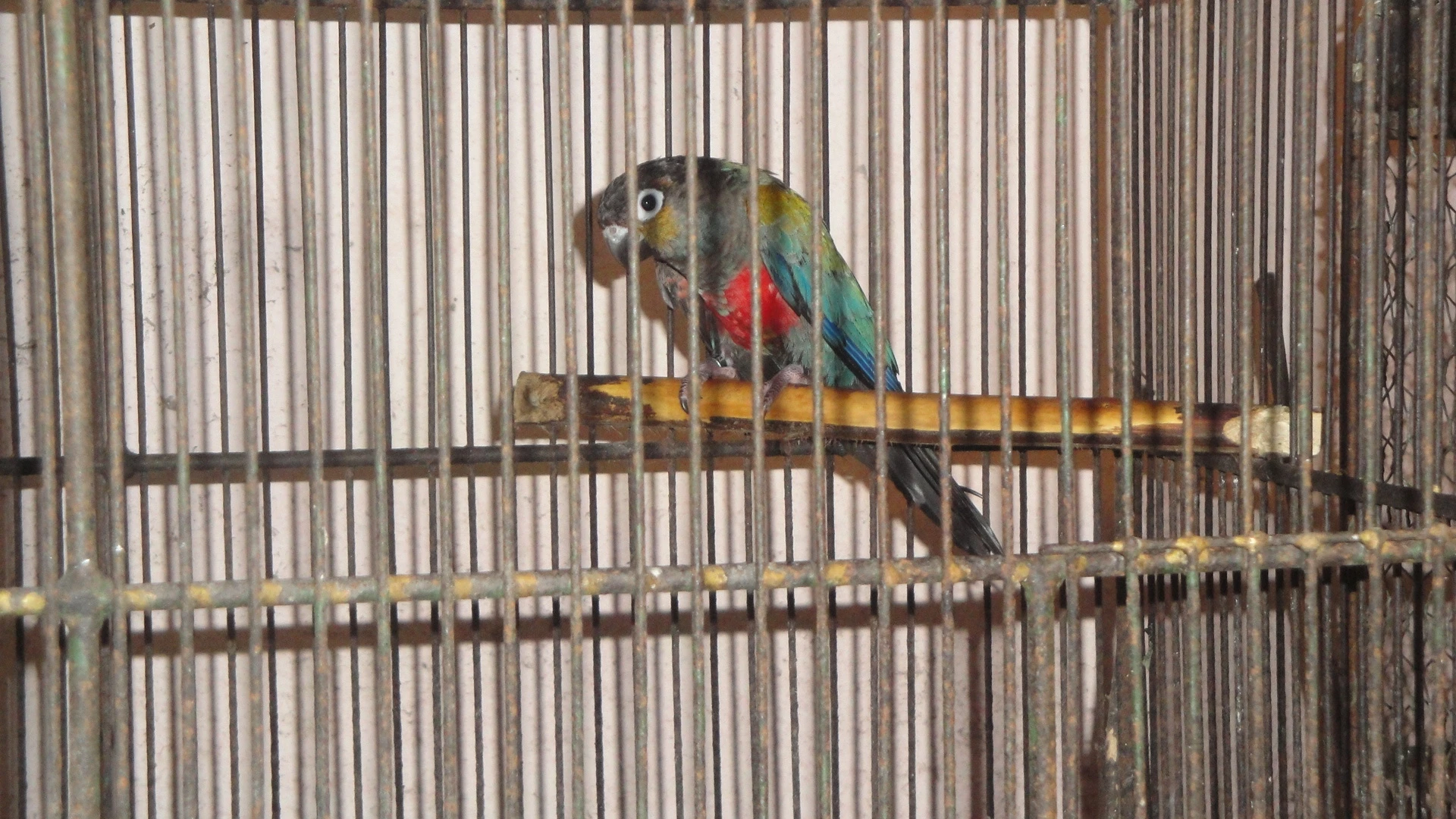 Pyrura červenobřichá