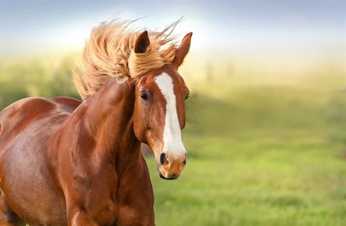 Hledám parťáka do sedla i do života