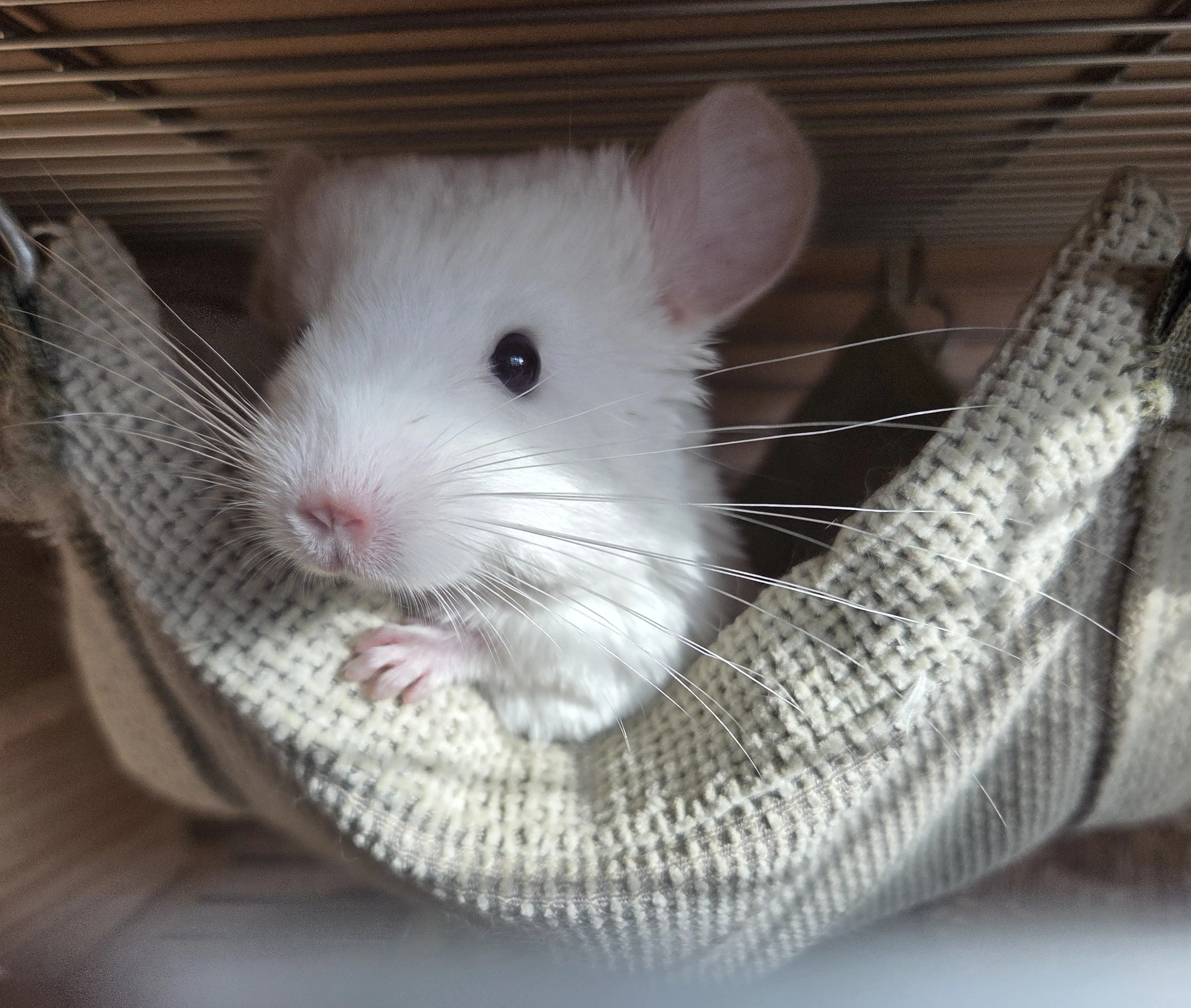 Činčila samička White tan violet