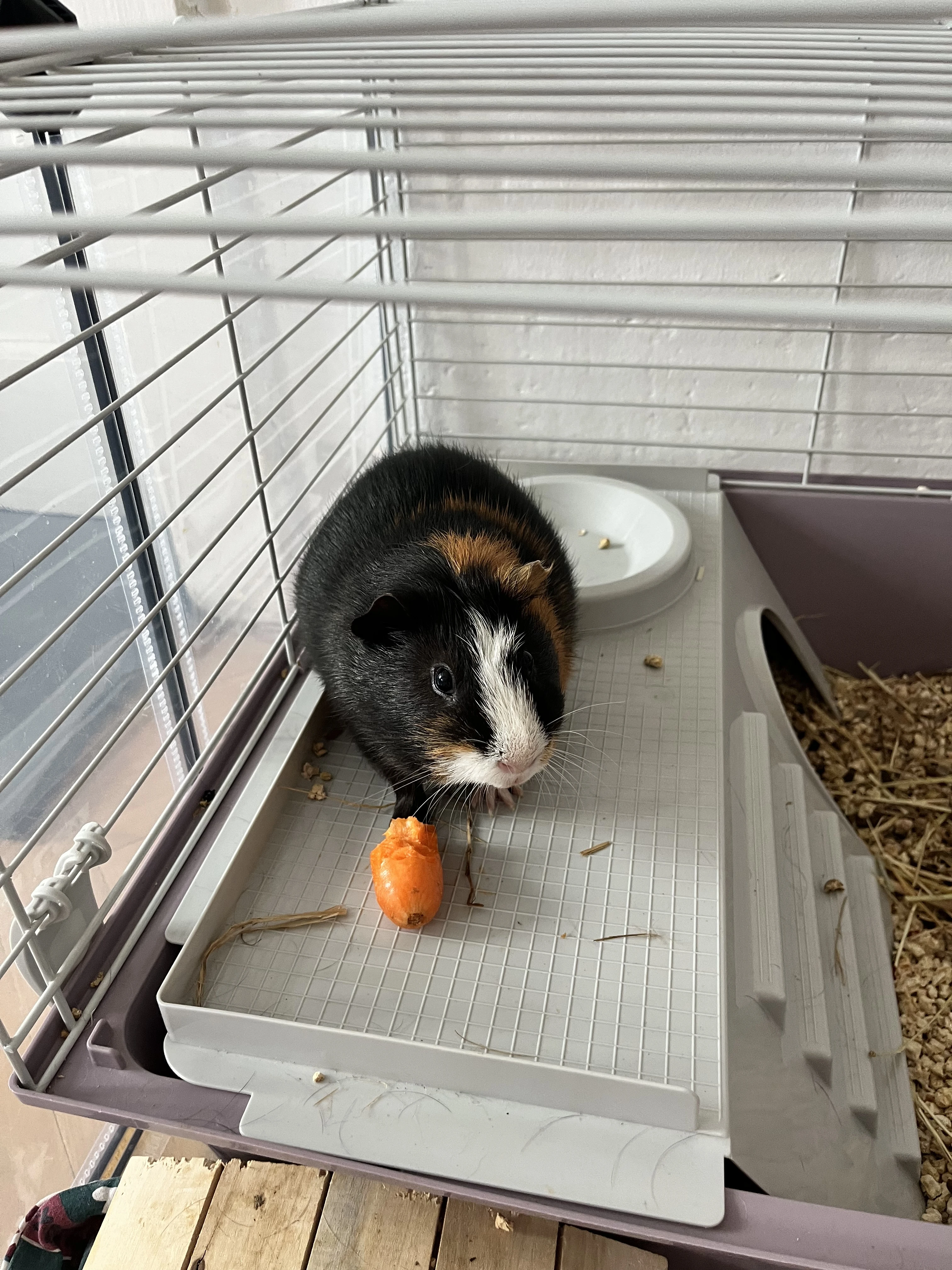 Daruji morče do adopce