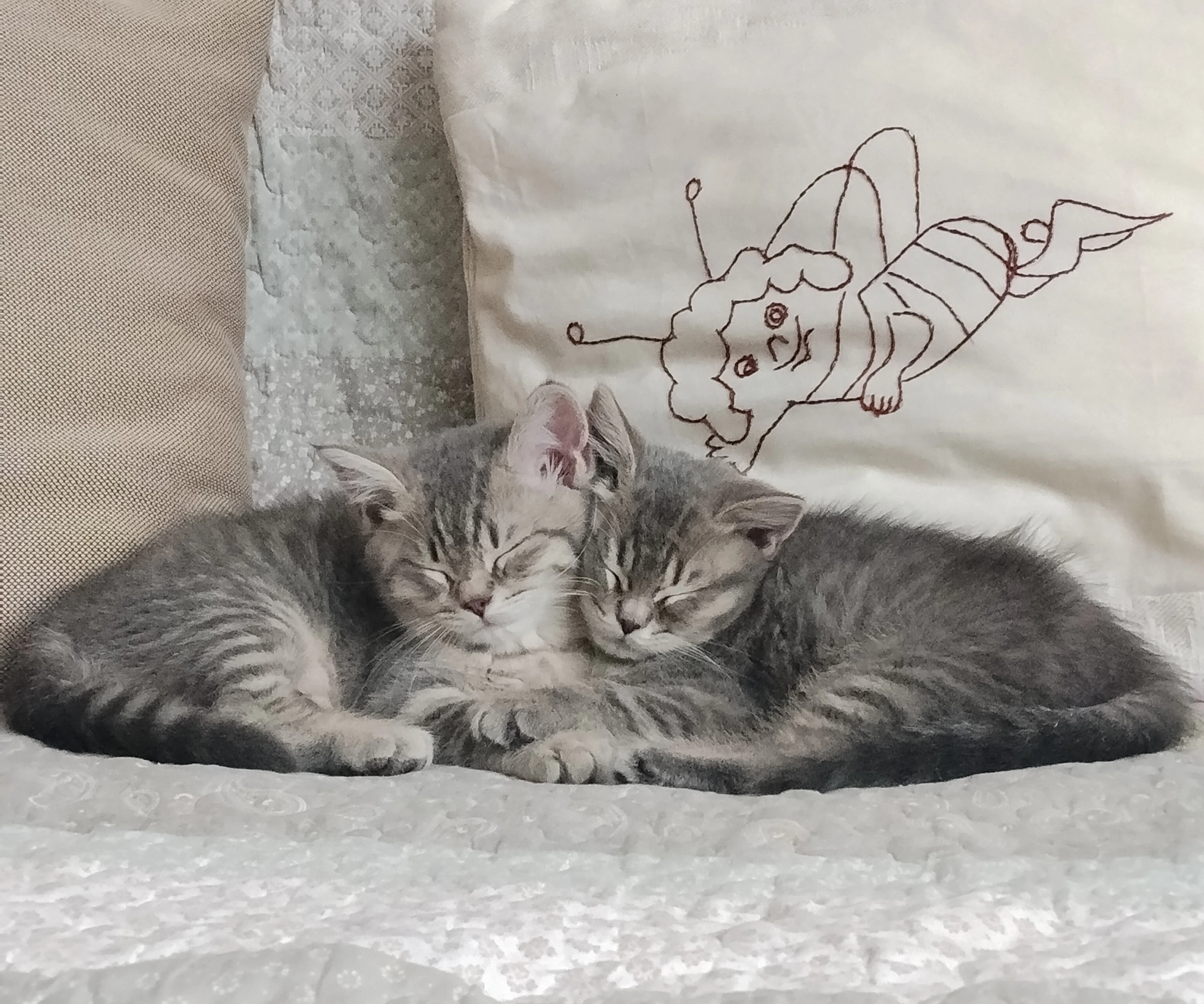 Valentýnská koťátka